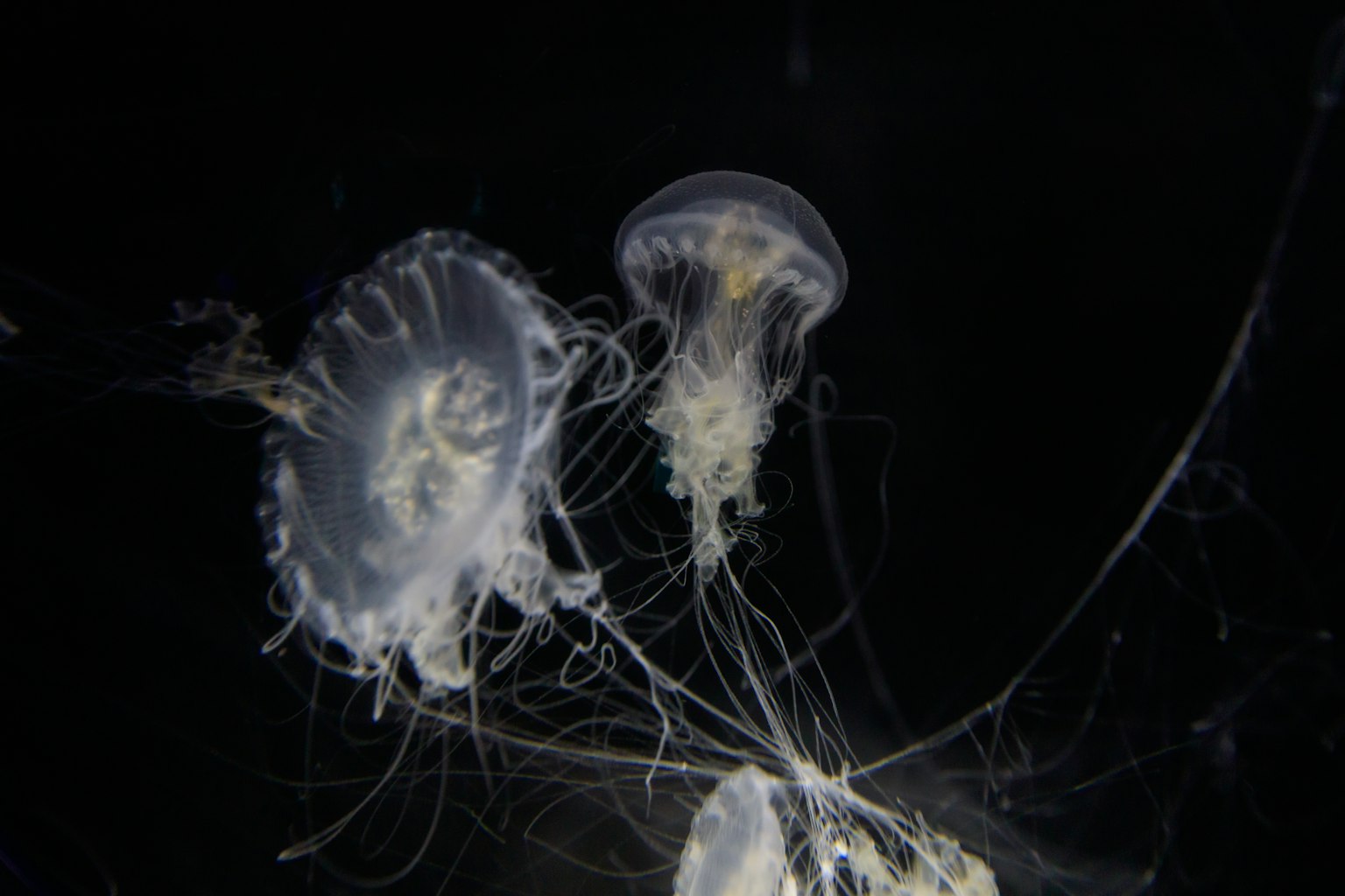 Un gruppo di meduse traslucide che fluttuano su uno sfondo scuro