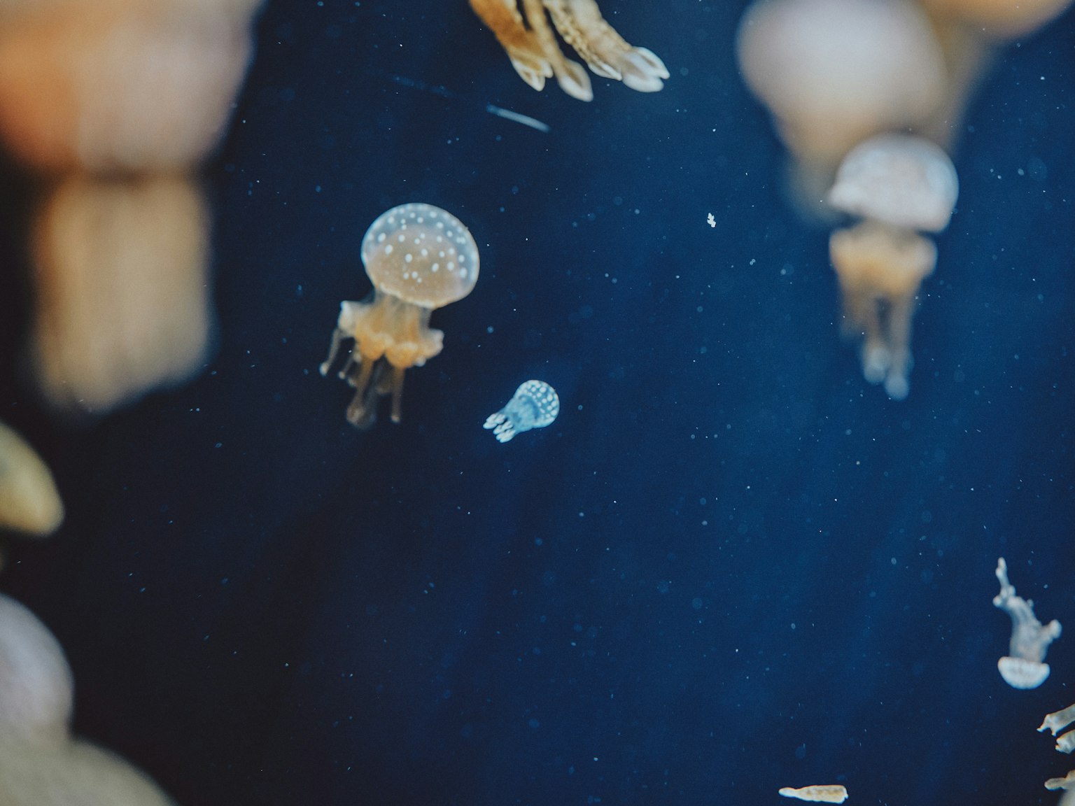 Eine Gruppe von Quallen, die vor einem blauen Hintergrund mit einer kleinen Qualle schwimmen