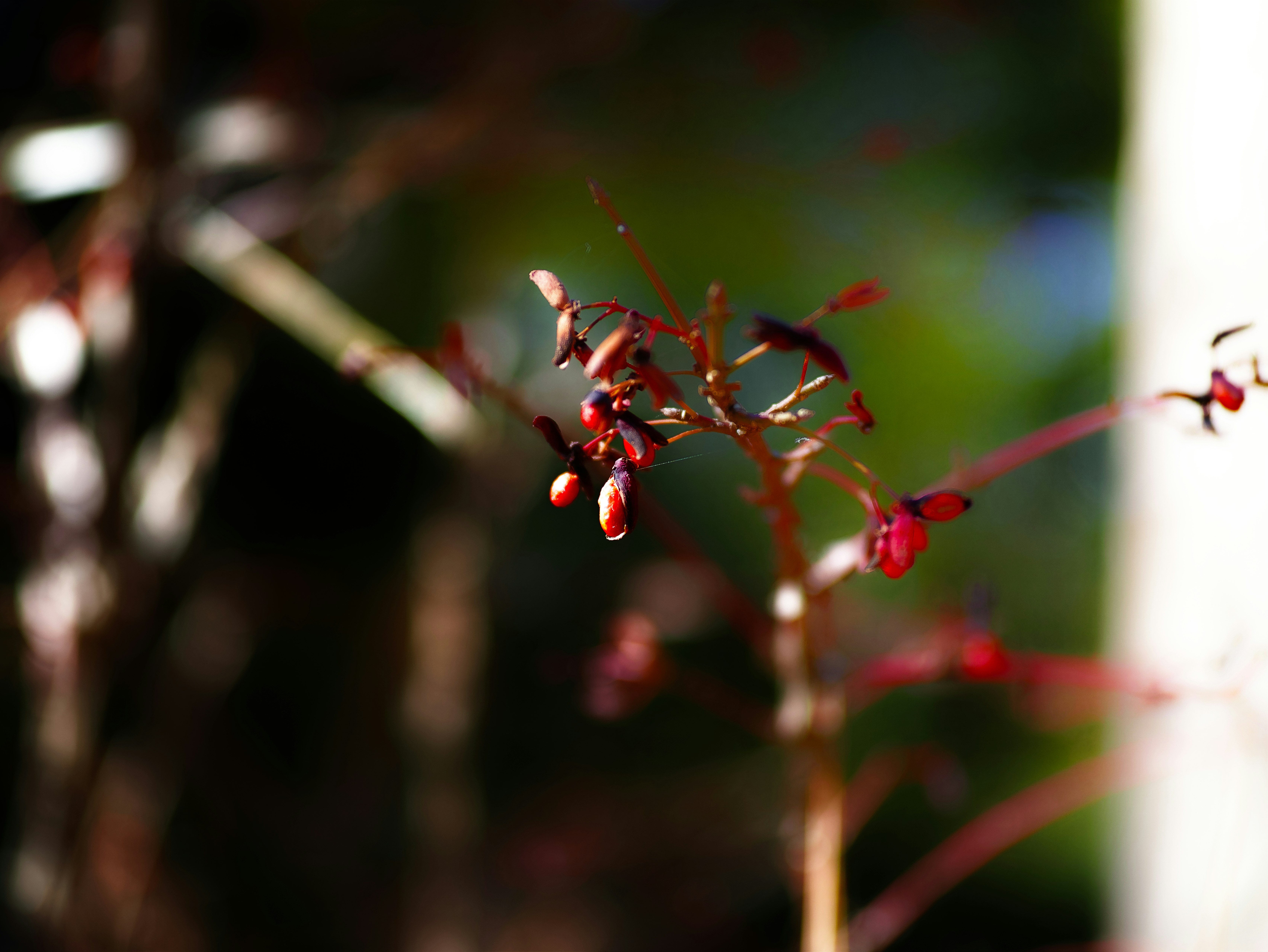 Bacche rosse su un ramo con sfondo naturale sfocato