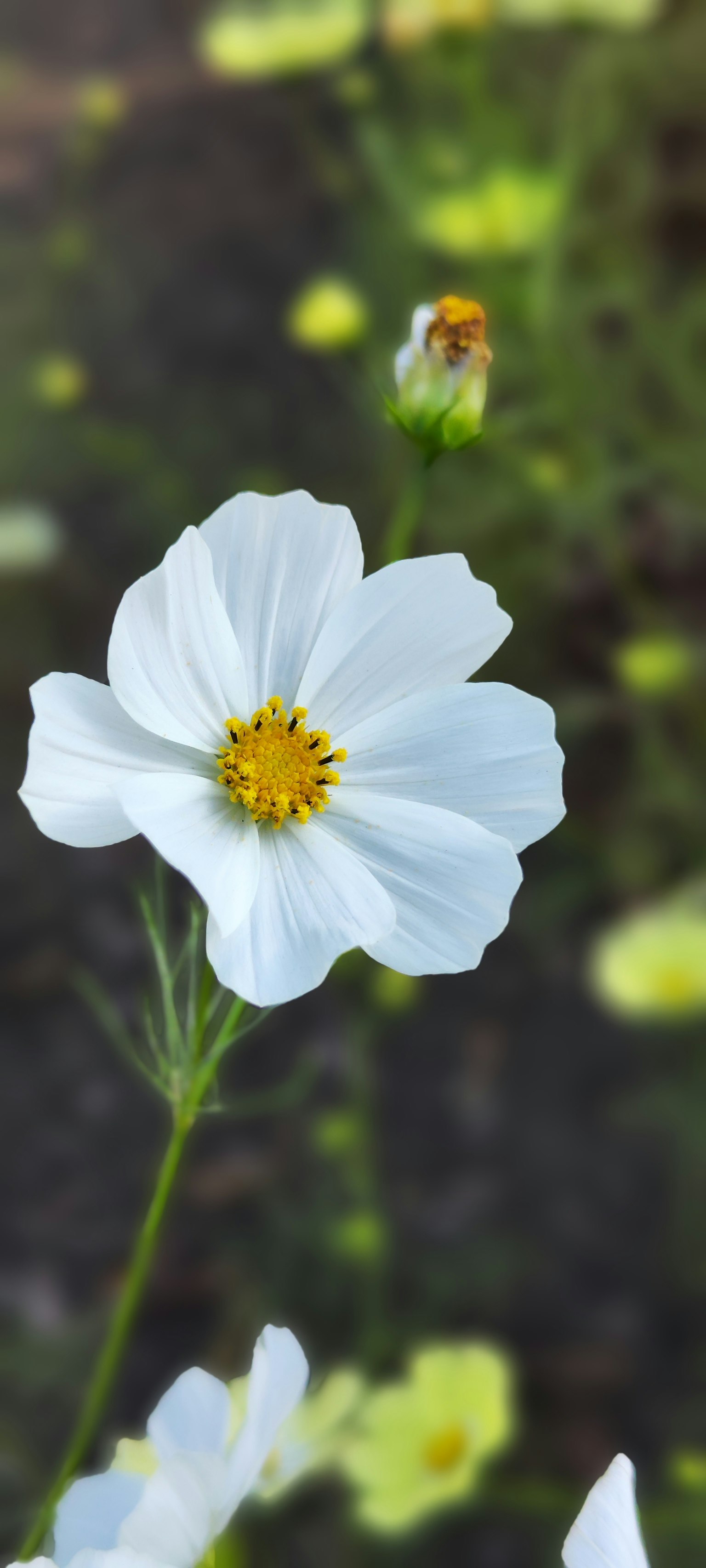 Close-up of a white flower with a yellow center