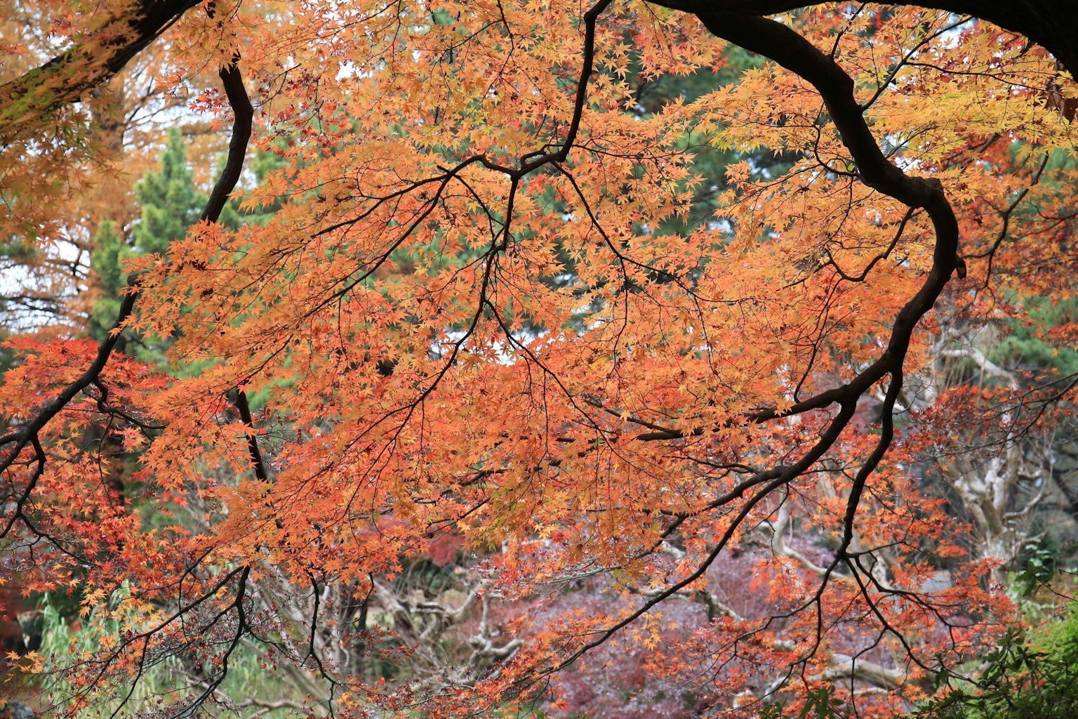 Magnifica fogliazione autunnale con foglie arancioni e rosse vivaci