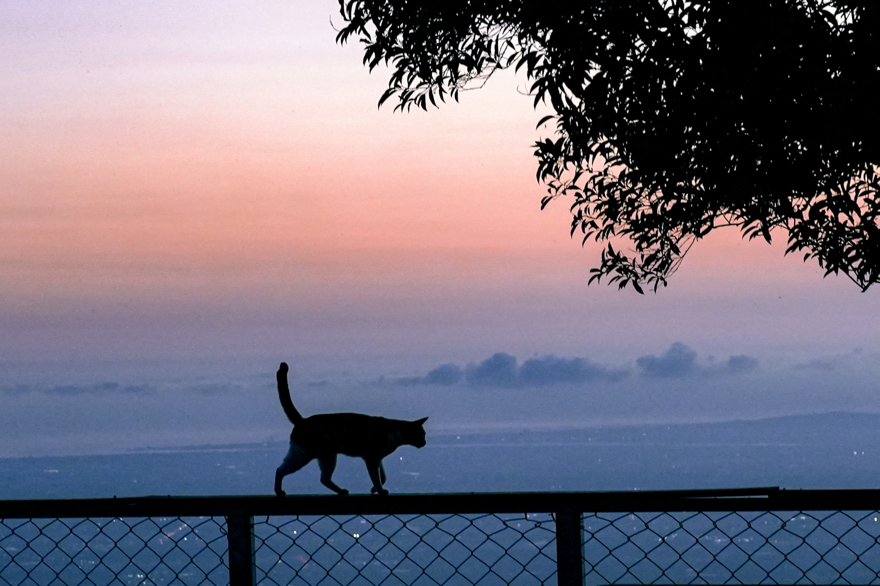 夕暮海景前的栏杆上行走的猫剪影