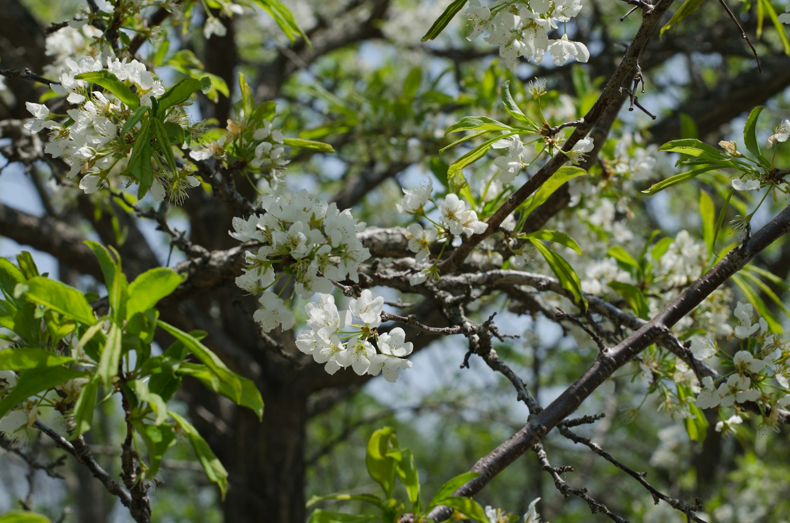 Nahaufnahme von Baumzweigen mit weißen Blüten und grünen Blättern
