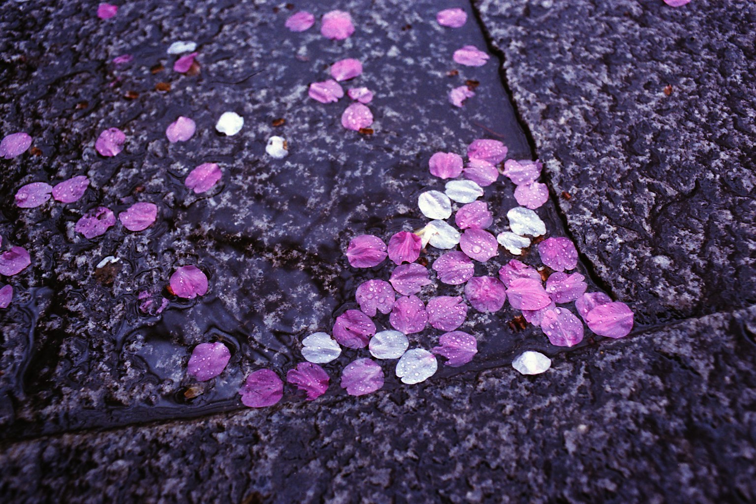濕石路面上散落的粉紅色和白色櫻花花瓣