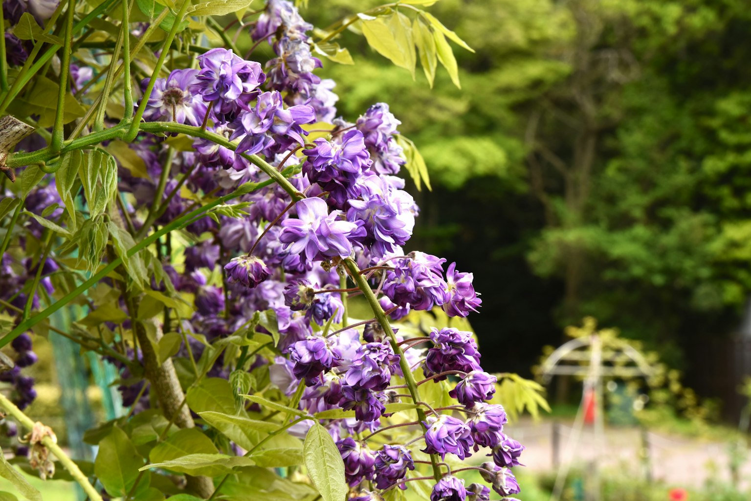 Belle vue de fleurs de glycine violettes suspendues parmi des feuilles vertes
