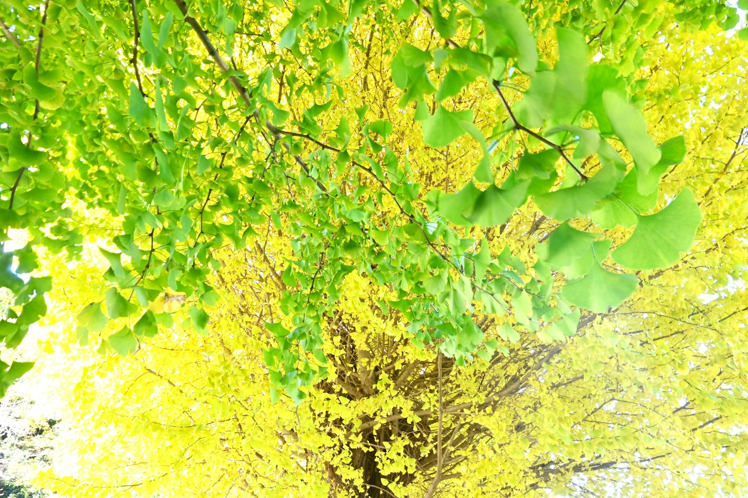 Vue vibrante d'un arbre avec des feuilles vertes et jaunes d'en haut