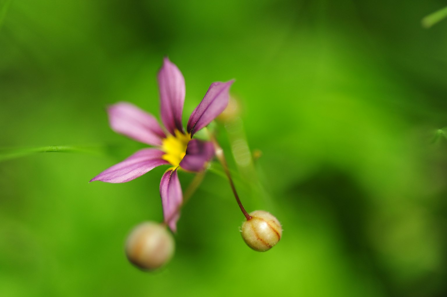 Image montrant une fleur violette et des boutons sur un fond vert