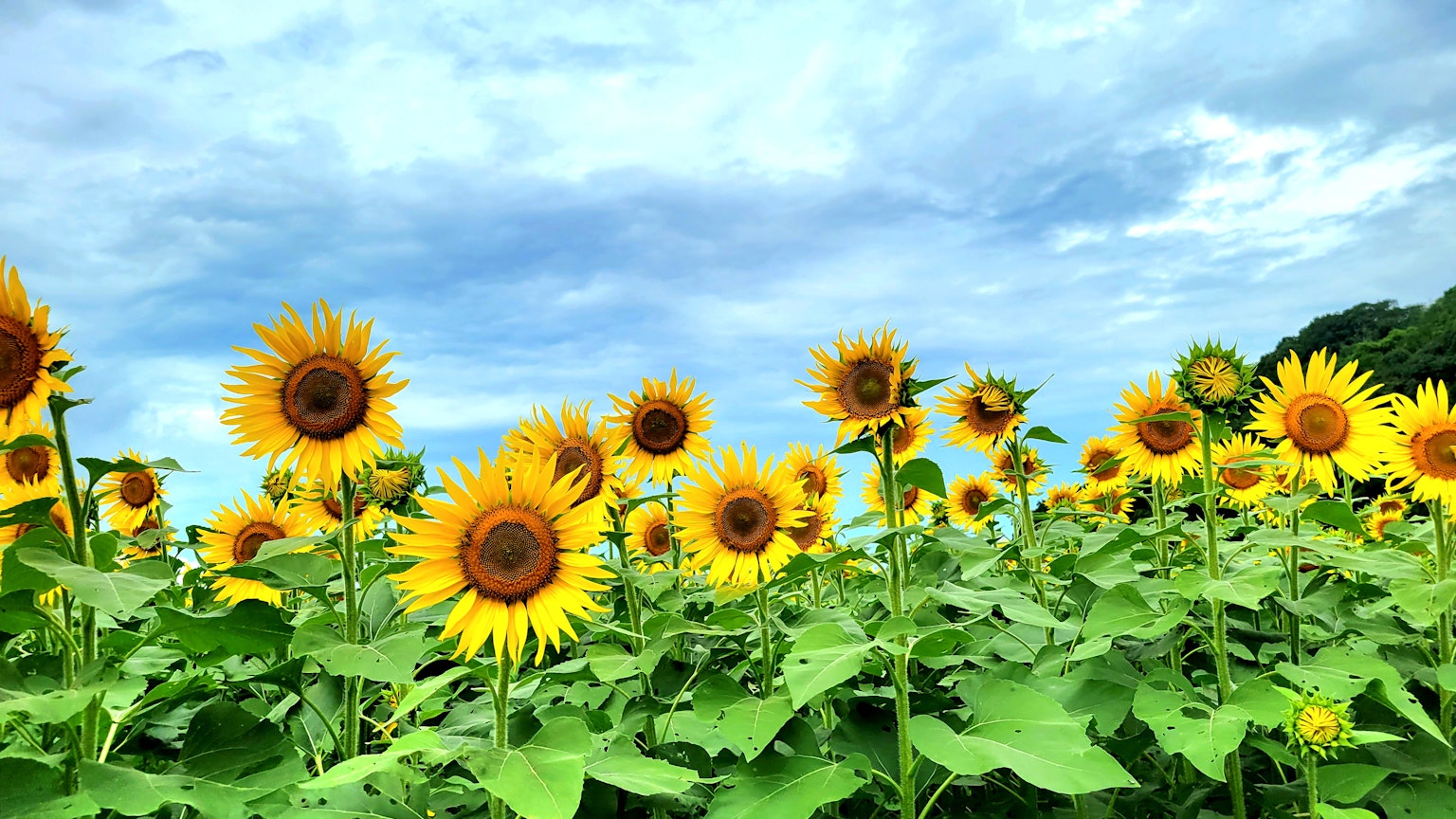 A field of sunflowers under a blue sky