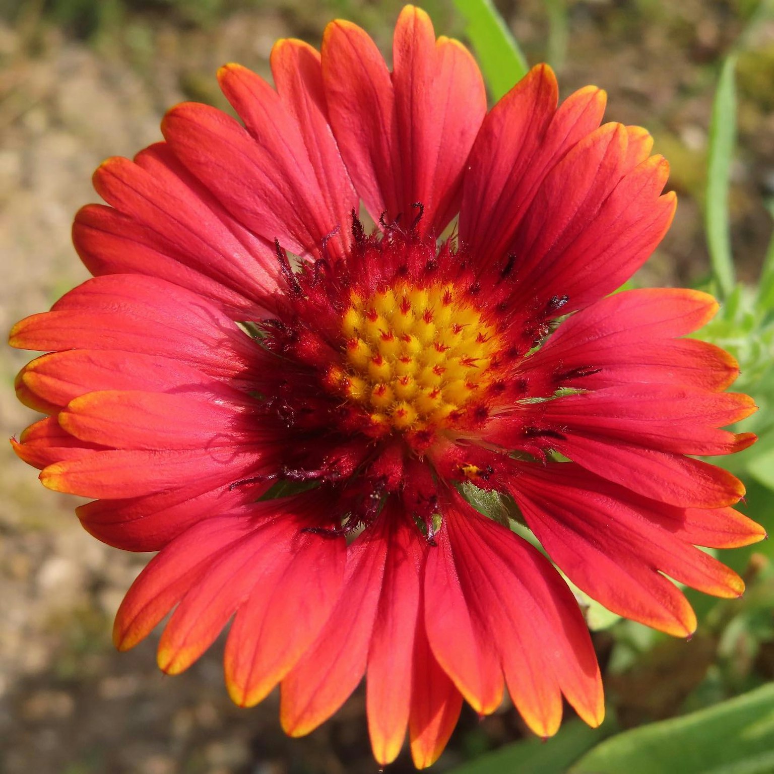 Fleur vibrante avec des pétales rouges et un centre jaune