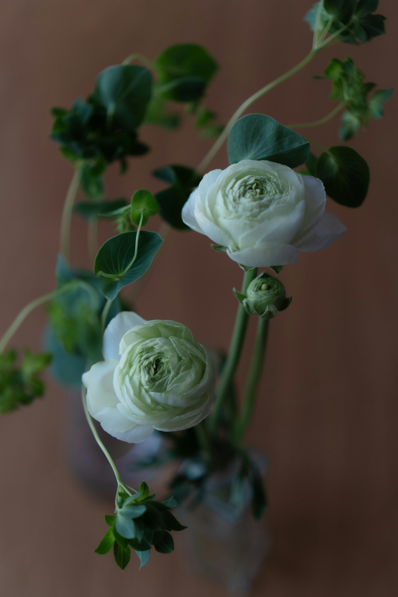Vue de dessus de fleurs de renoncule blanches et de feuilles vertes dans un vase