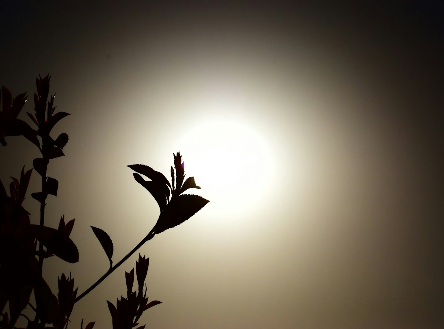 Silhouette of leaves against a bright sun background