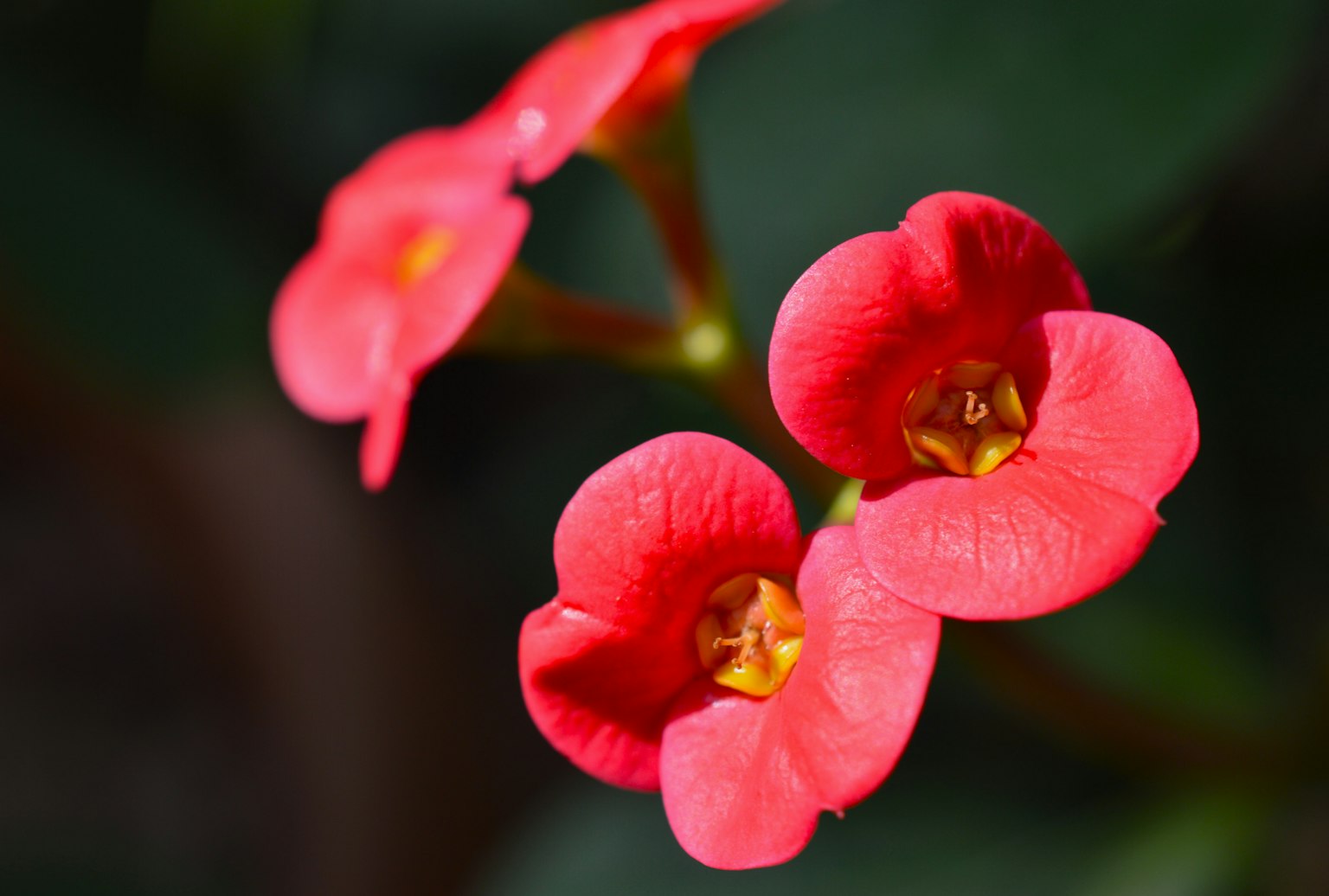 Primo piano di fiori rossi vivaci con centri gialli