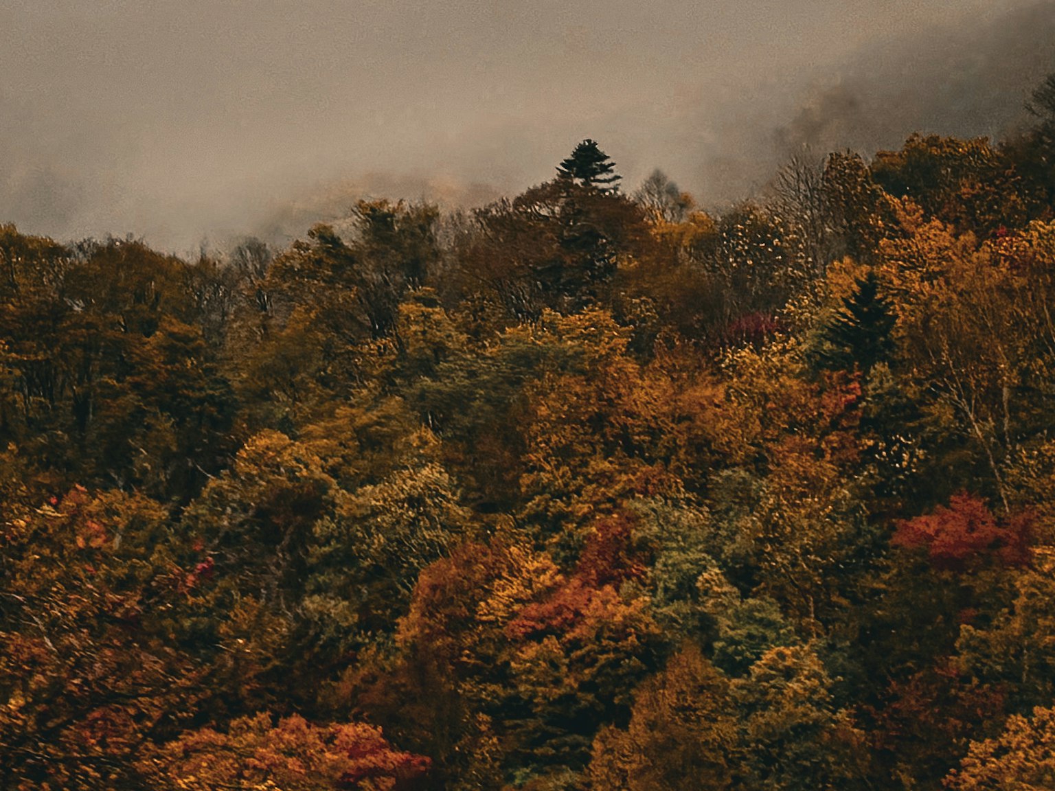 Mountain landscape covered in colorful autumn foliage