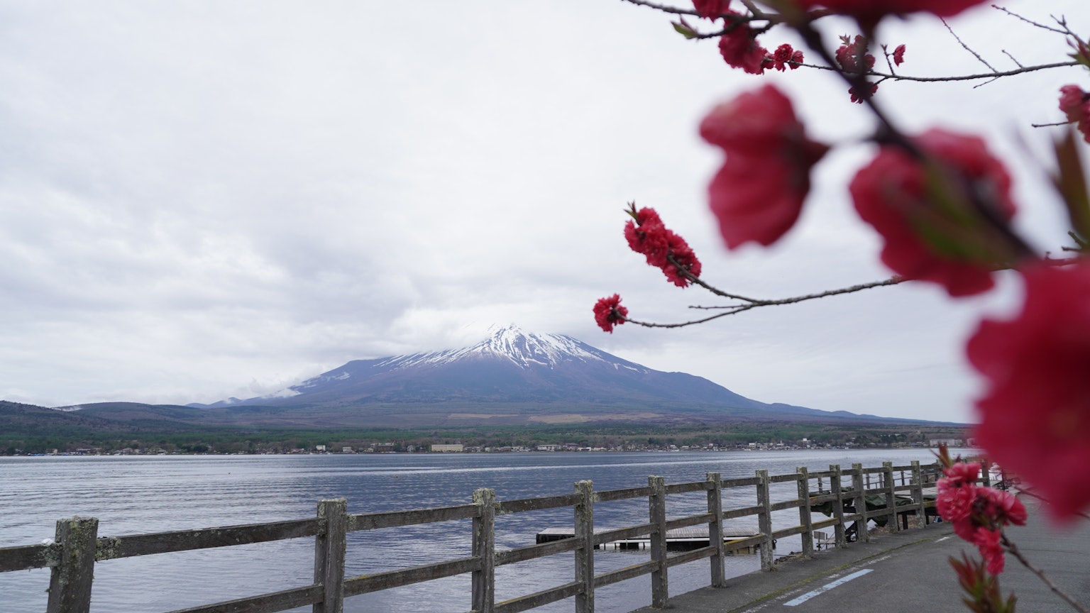 Cherry blossoms in foreground with Mount Fuji in background
