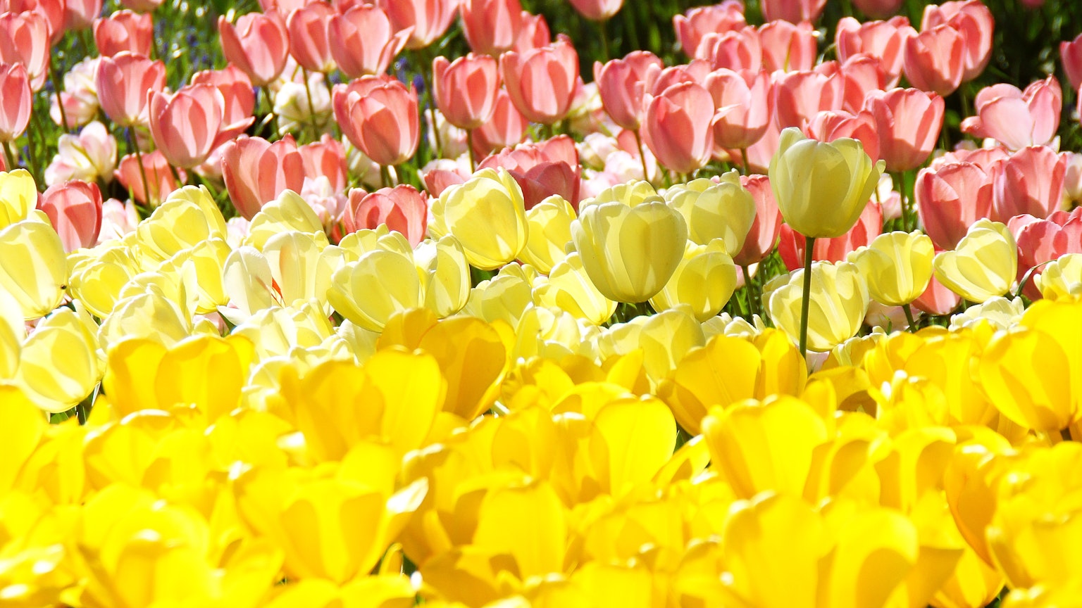 Bunter Tulpenfeld mit rosa gelben und weißen Blumen