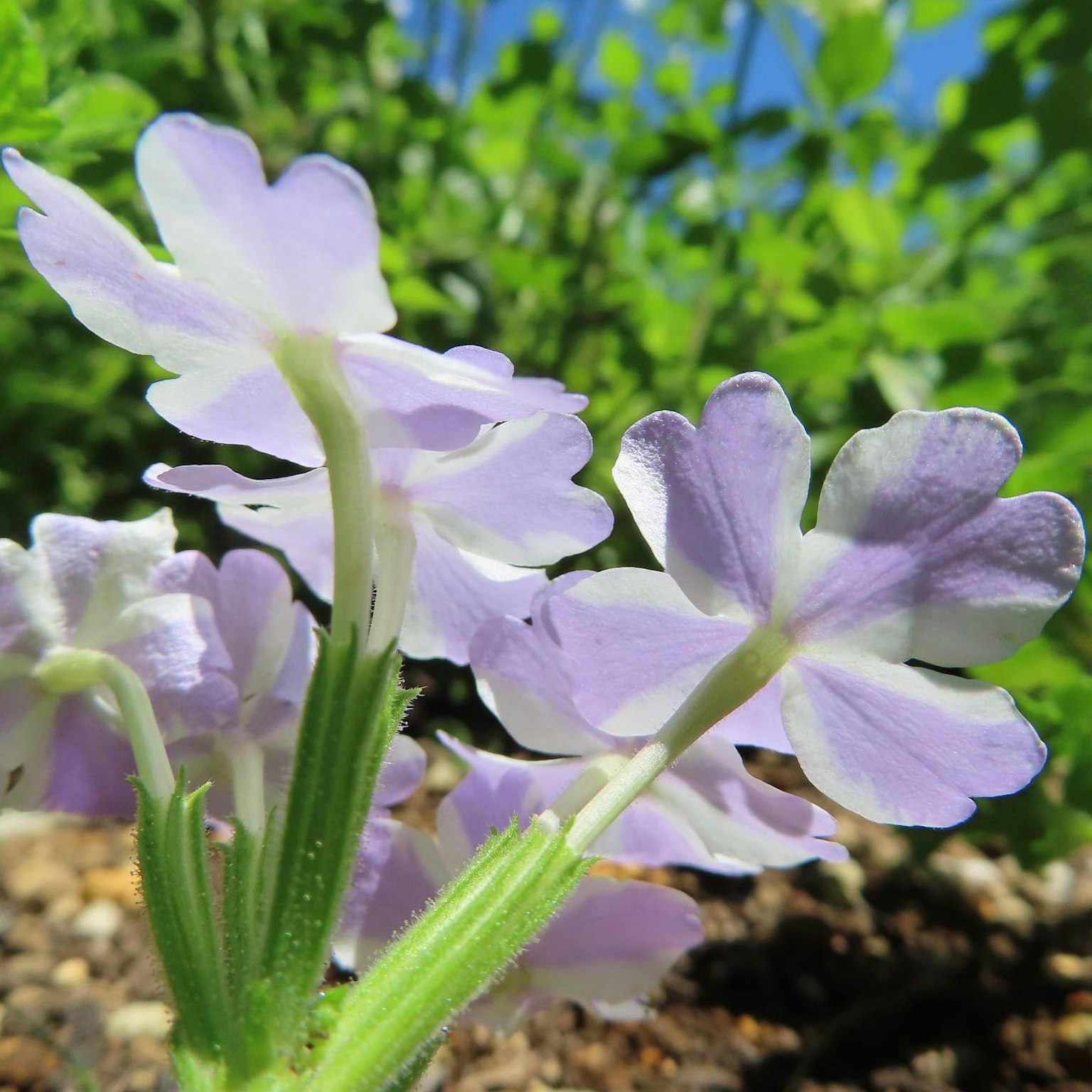 Close-up of purple flowers with green foliage in the background