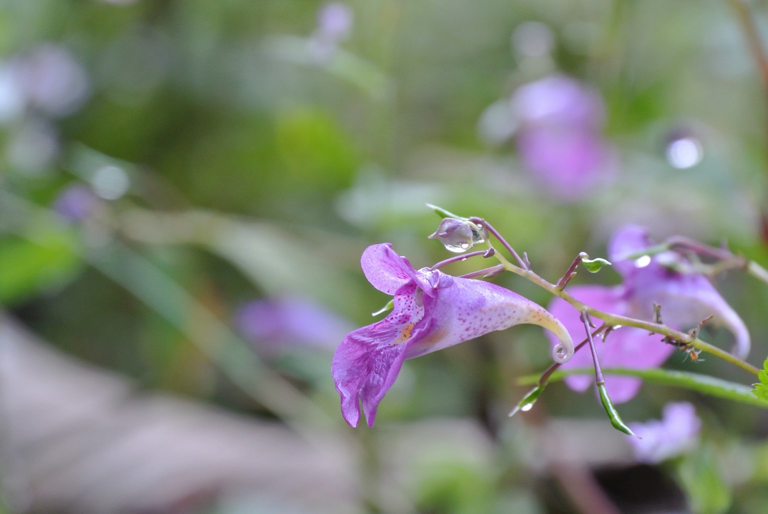 ภาพโคลสอัพของดอกไม้สีม่วงกับพื้นหลังสีเขียวที่เบลอ