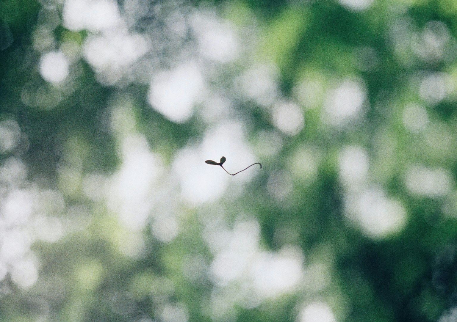 A small bird flying against a blurred green background