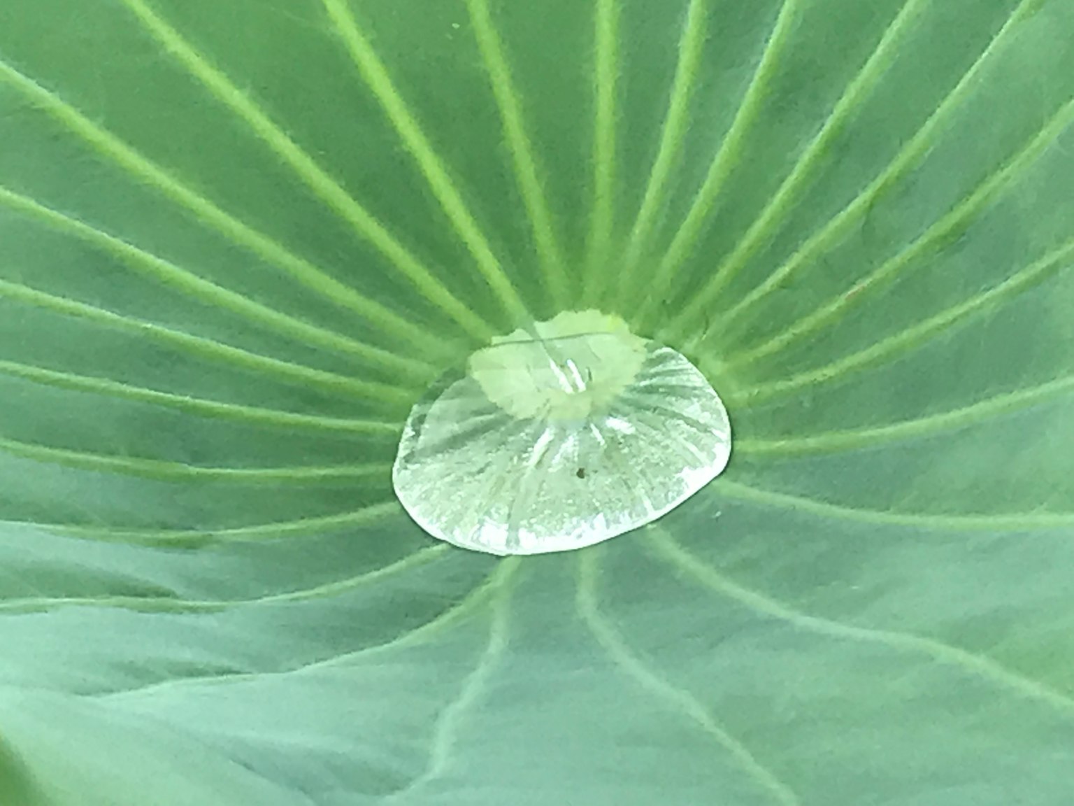 水滴在绿色叶子上，叶脉明显