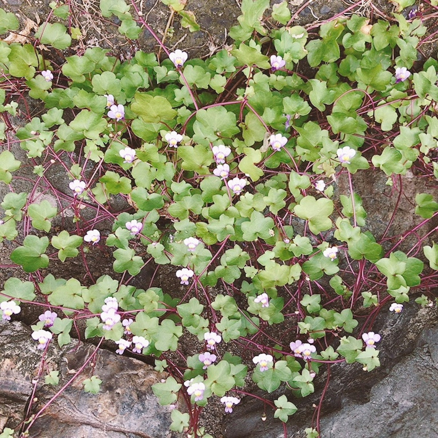一簇绿色叶子和小白花