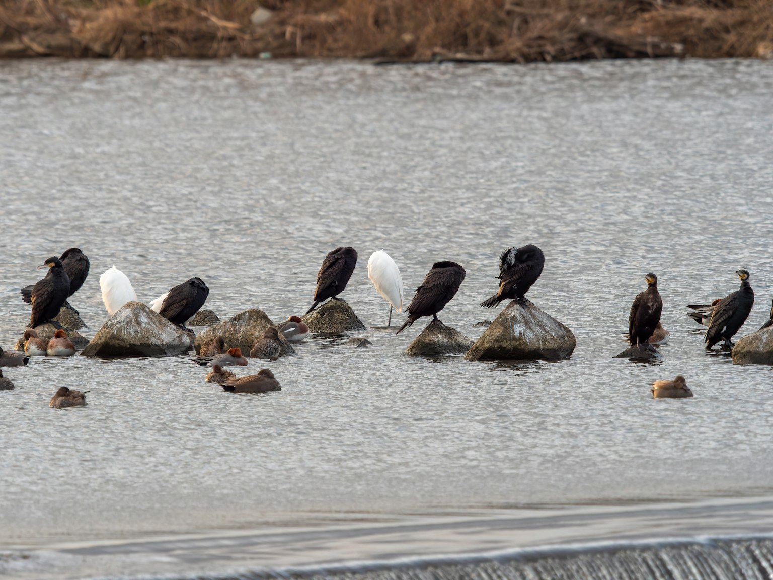 Birds perched on rocks by the water including black and white species