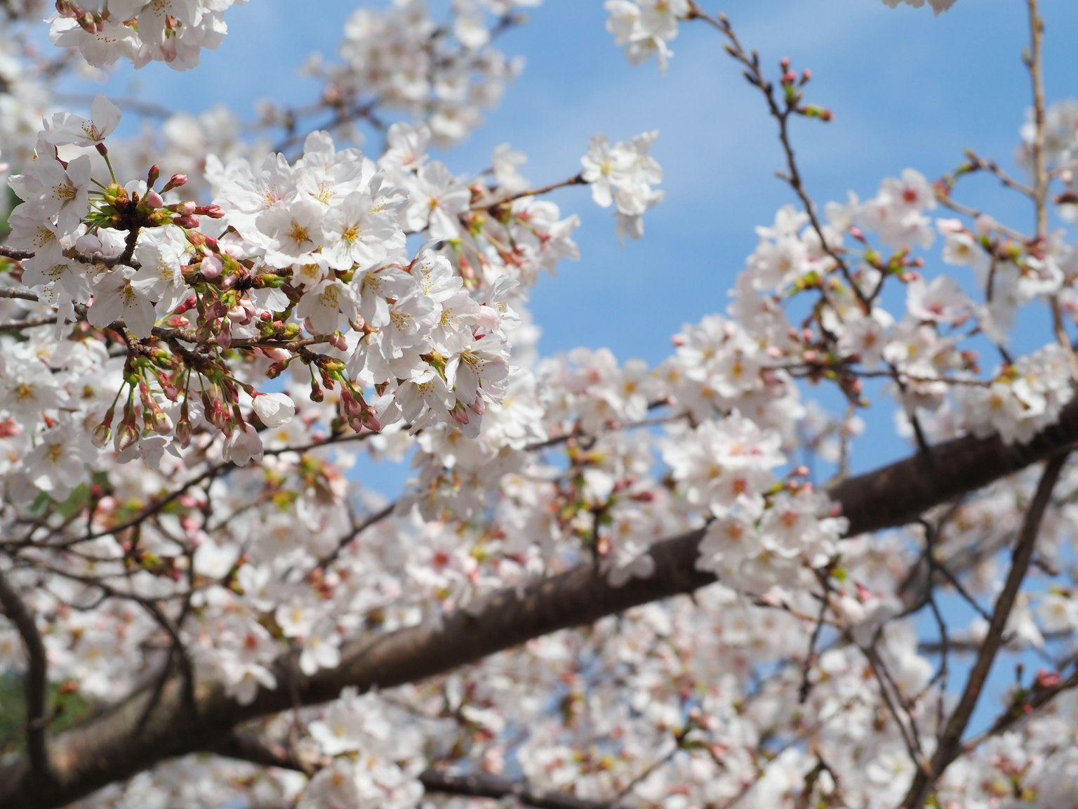Nahaufnahme von Kirschblüten an Zweigen vor blauem Himmel