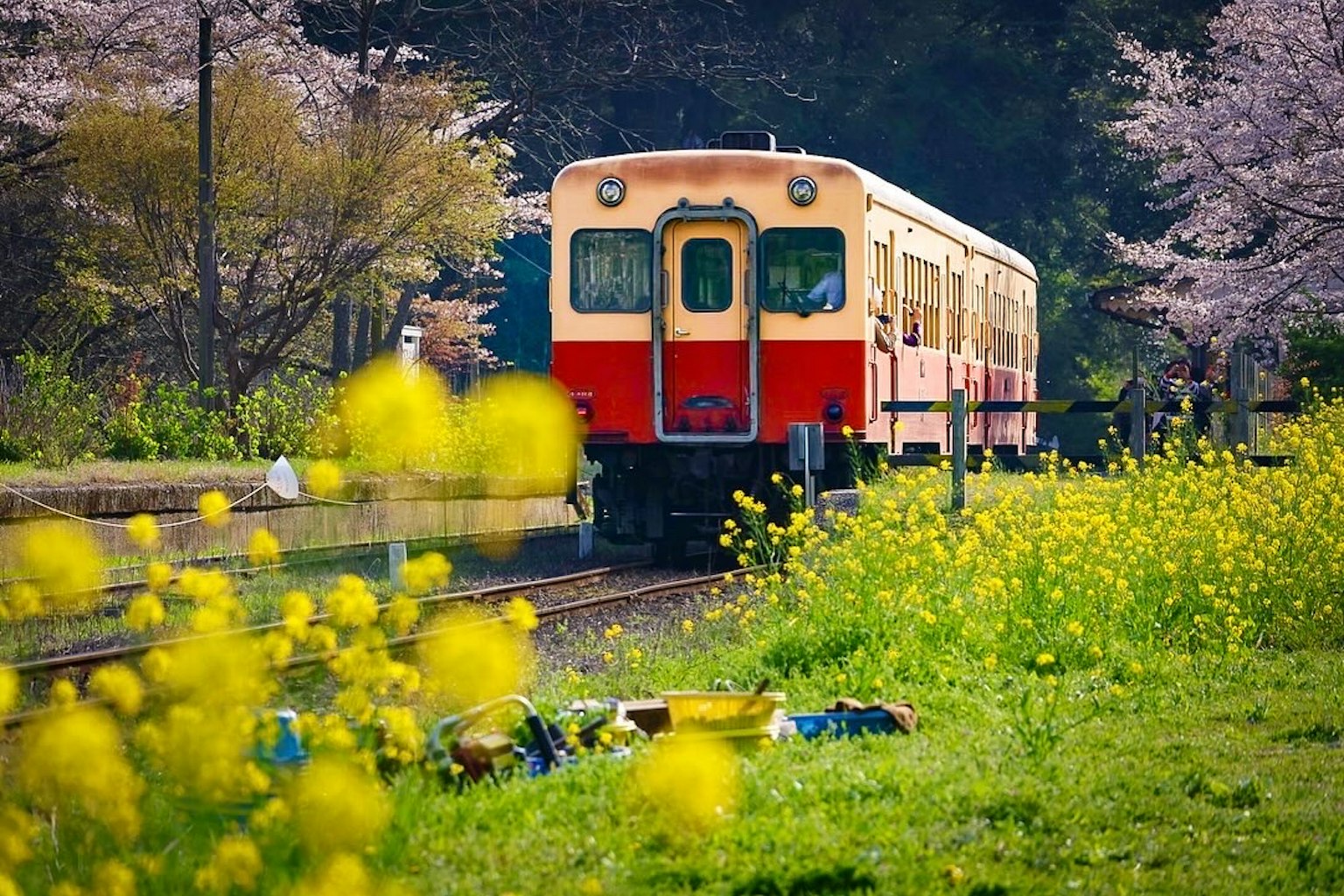 Kereta merah dan putih melintas di ladang bunga berwarna-warni