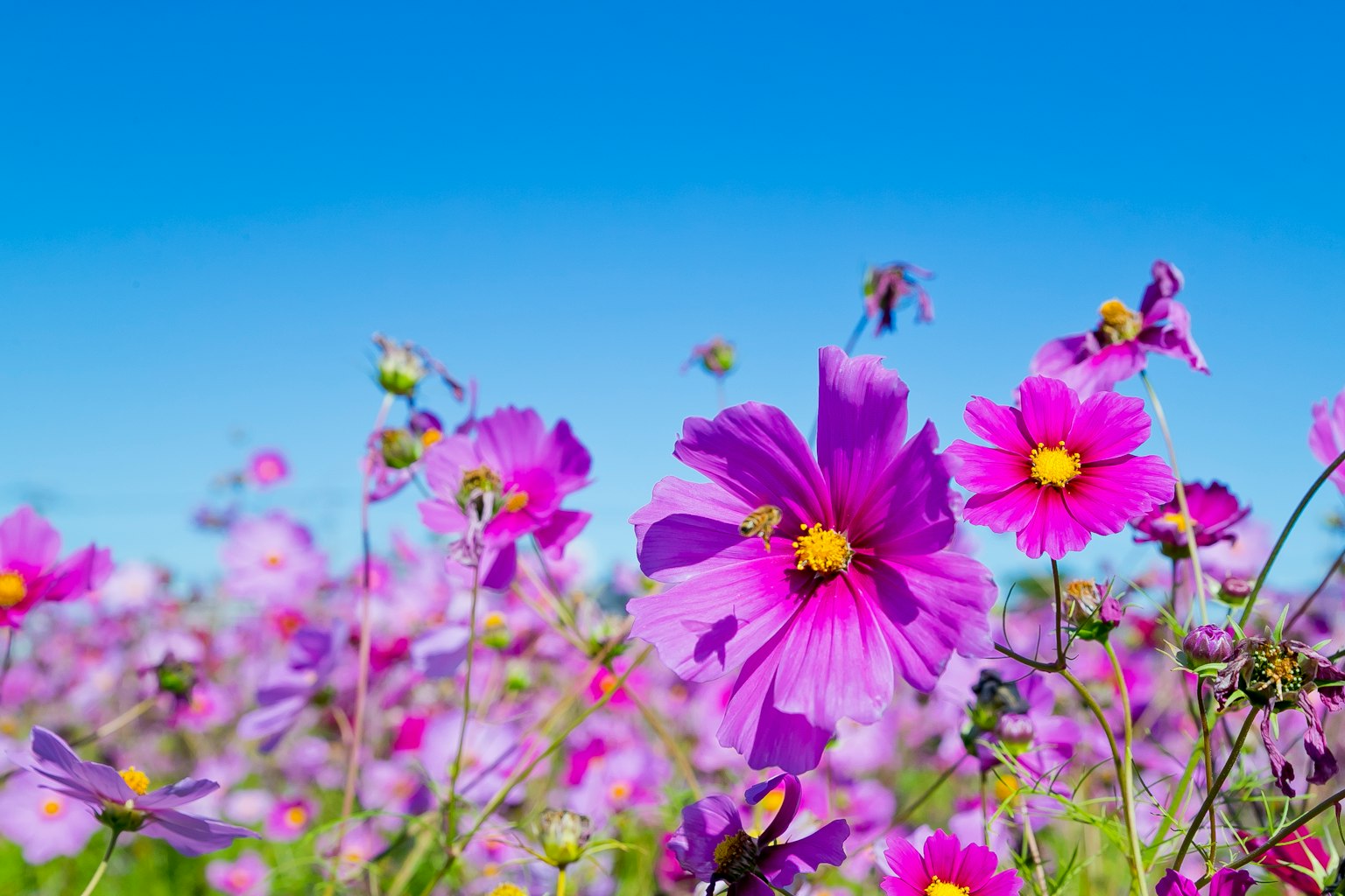 Fiori di cosmos viola che sbocciano sotto un cielo blu chiaro
