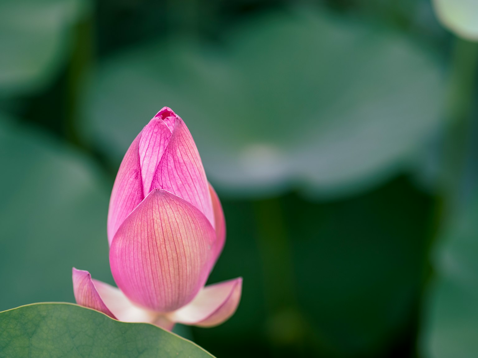 Búp hoa sen hồng đứng trên lá xanh