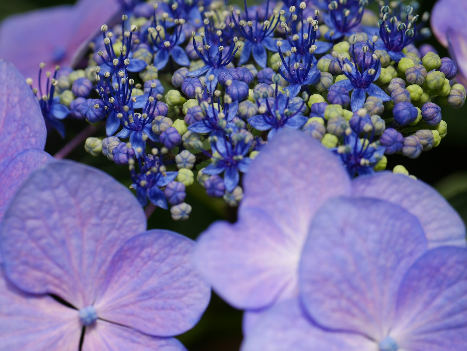 美しい紫色の花と小さな青い花が特徴のハイドランジアのクローズアップ
