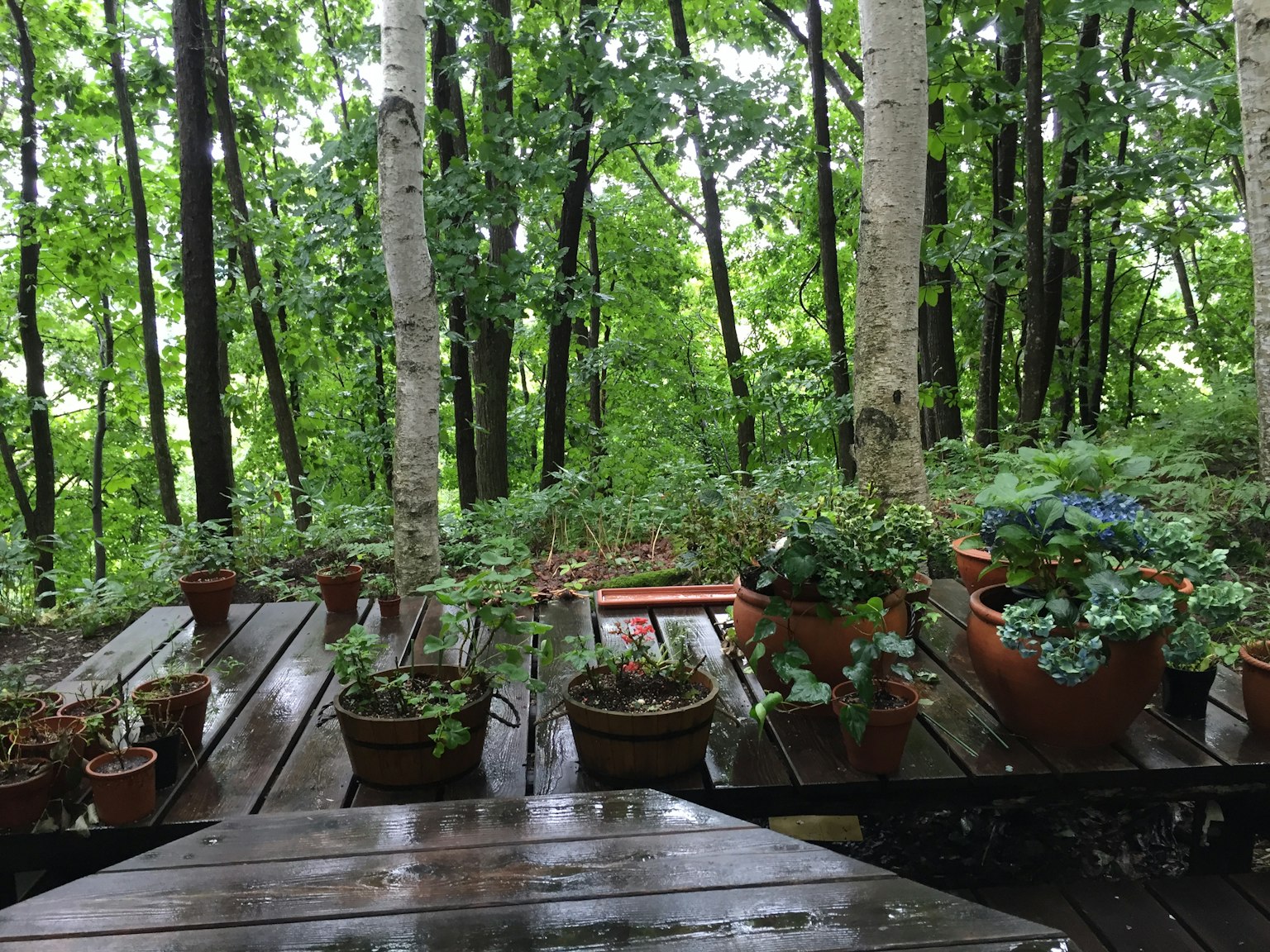 Holzterrasse umgeben von üppigem Grün und Blumentöpfen in einem Wald