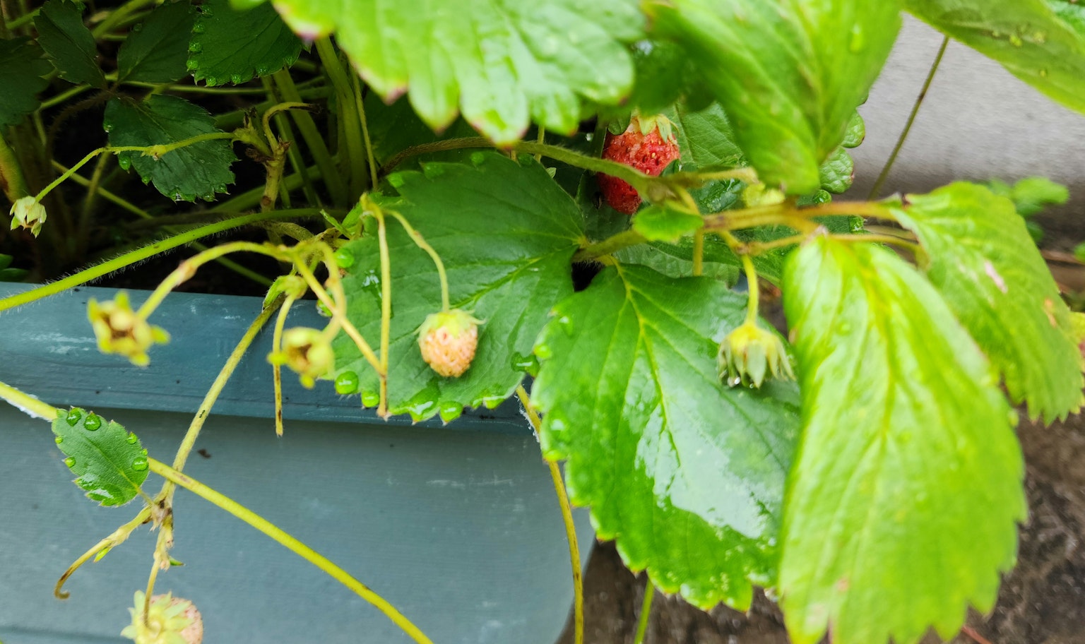Pianta di fragola con foglie verdi e frutti rossi