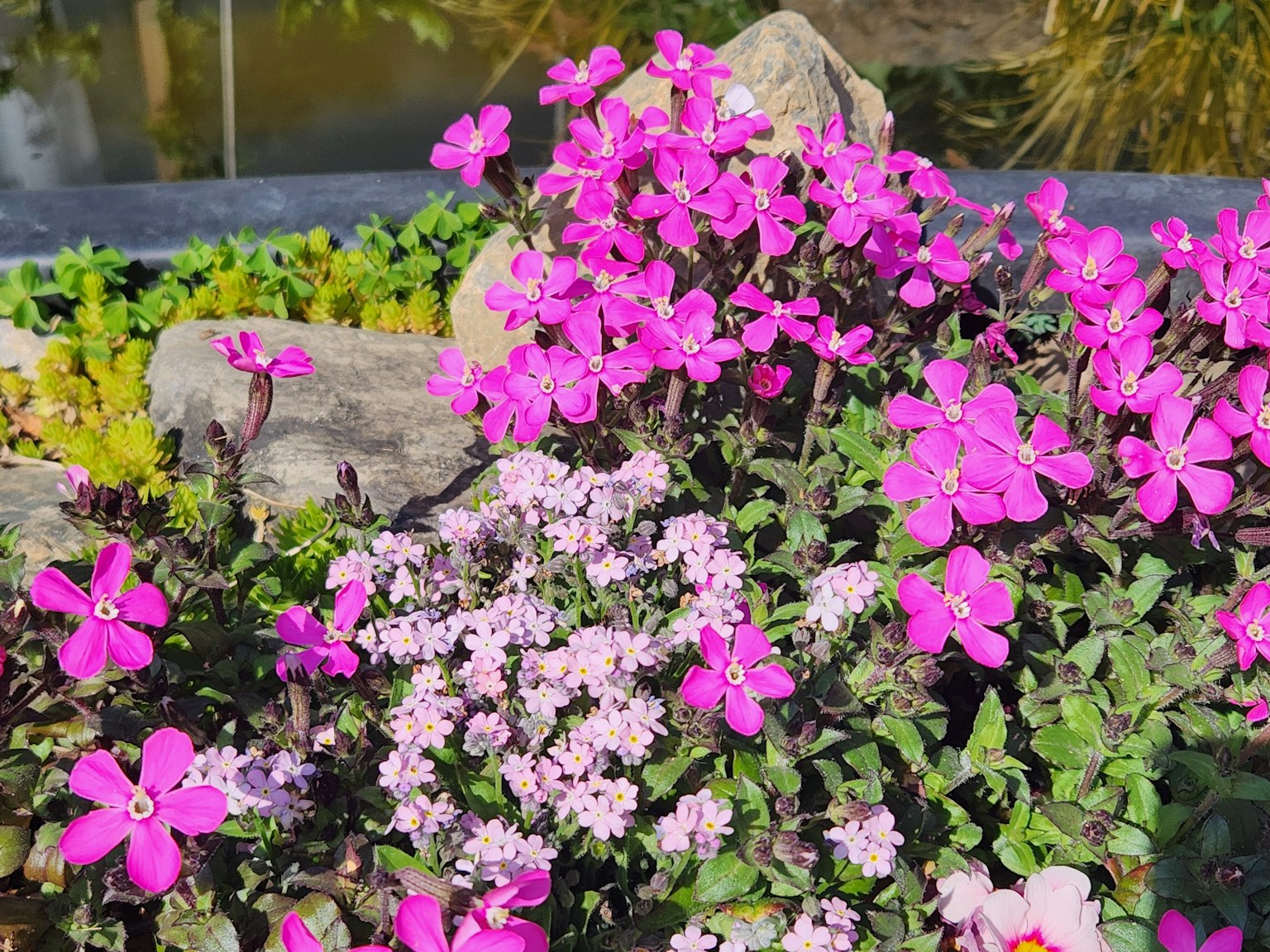 Colorful flowers blooming in a garden setting