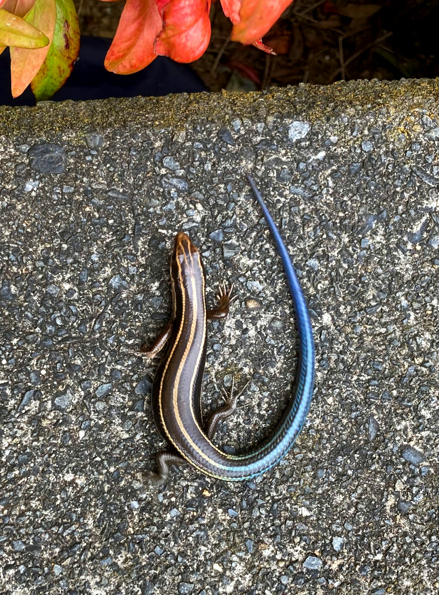 Foto samping skink dengan ekor biru beristirahat di atas batu