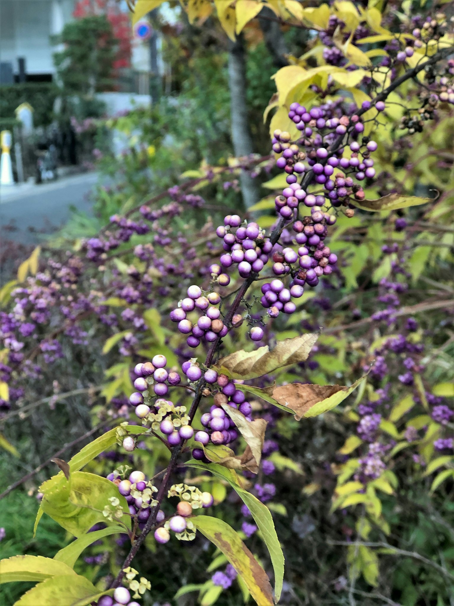 特寫植物，紫色漿果和黃色葉子