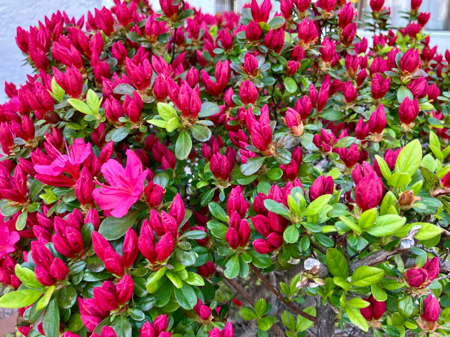 ดอกอาซาเลียสีชมพูสดใสกับใบไม้สีเขียวอันเขียวชอุ่ม