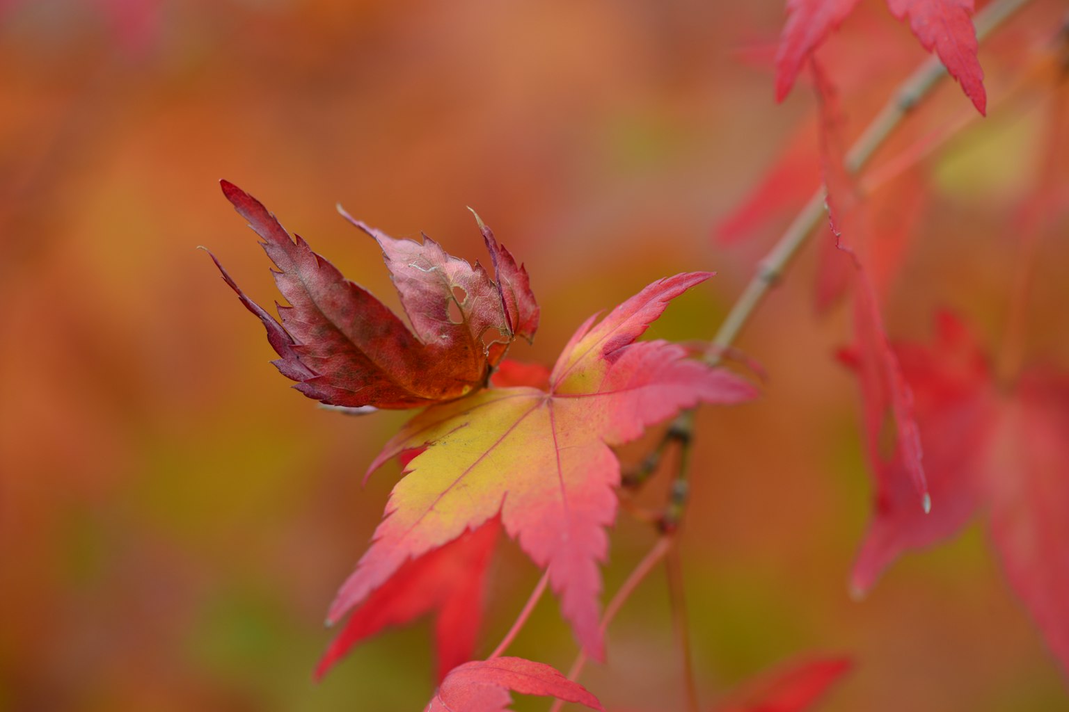 Close-up of vibrant red maple leaves in autumn