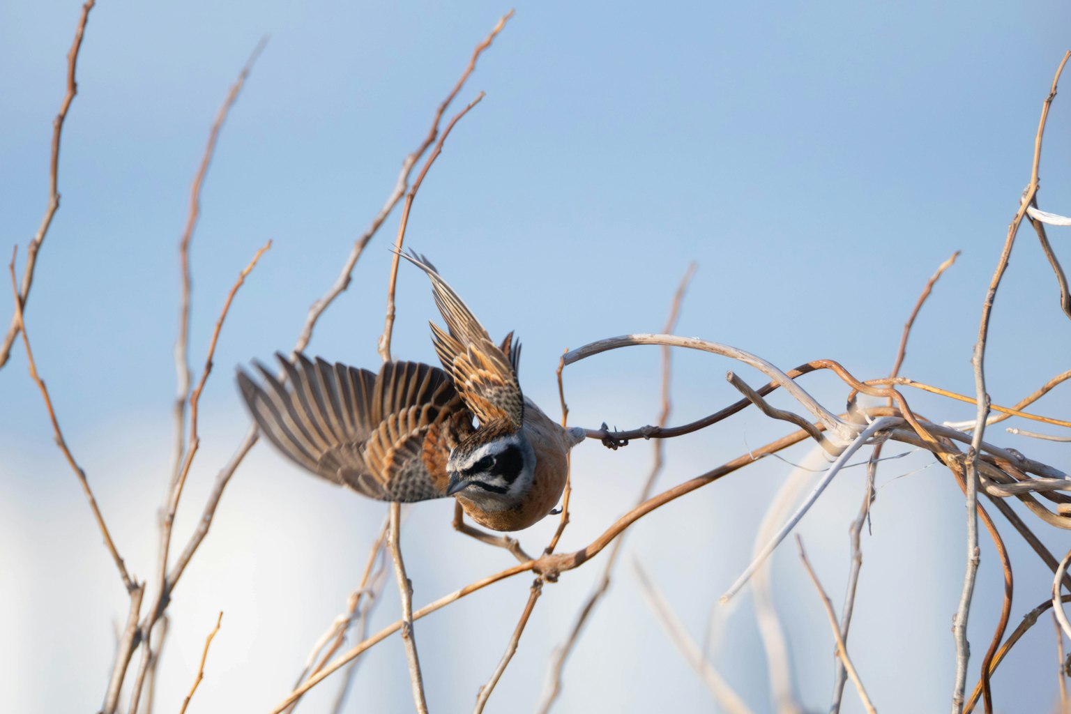 Un petit oiseau perché sur une branche avec un beau ciel bleu en arrière-plan