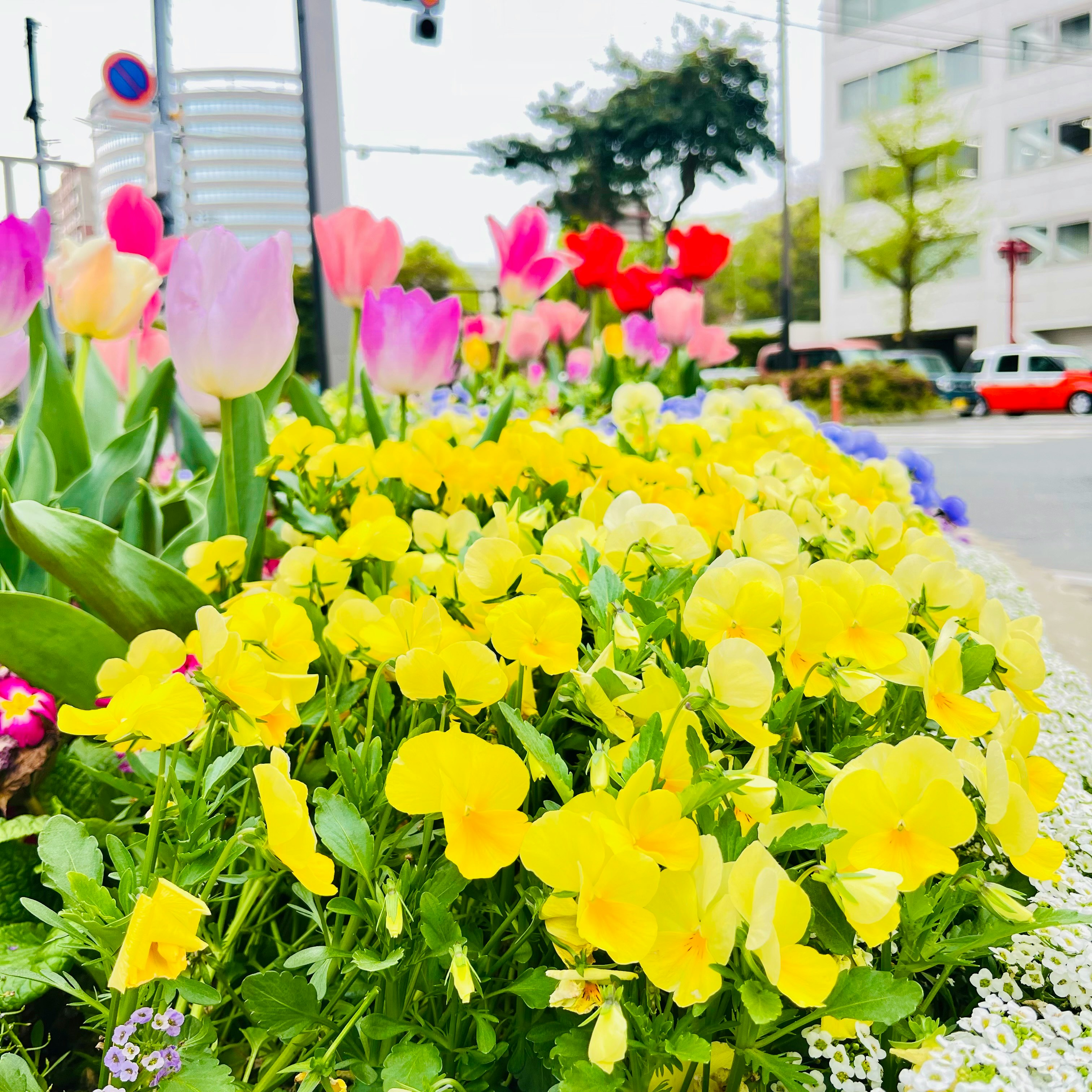 色とりどりのチューリップと花壇のある街角の散歩道