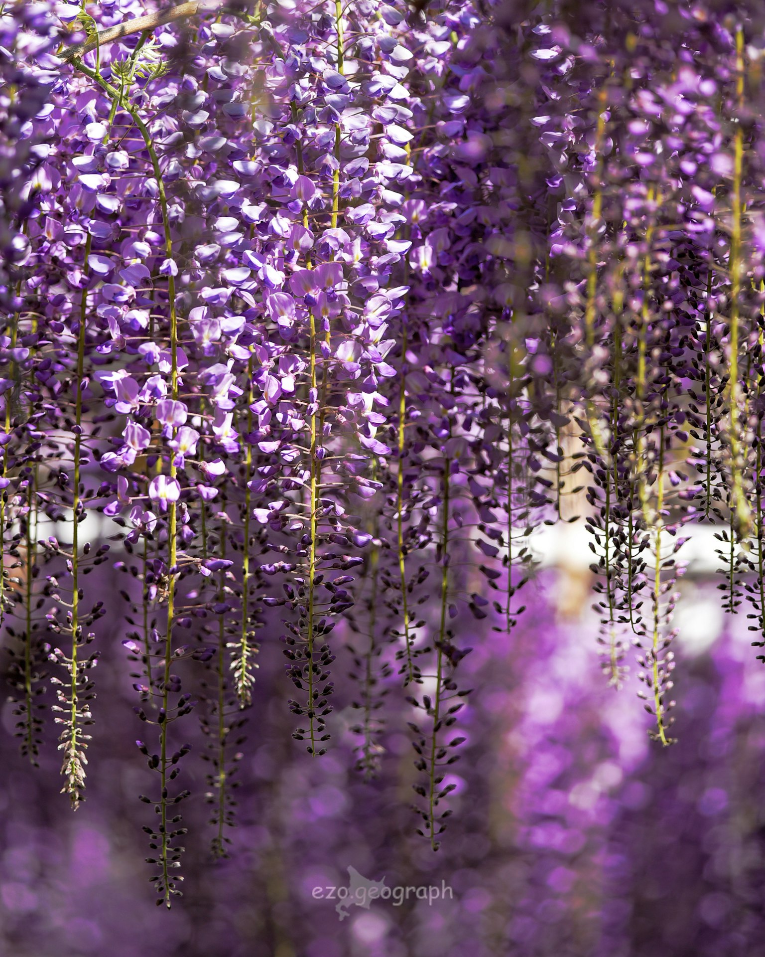 Hermosa escena de flores de glicinia moradas colgantes