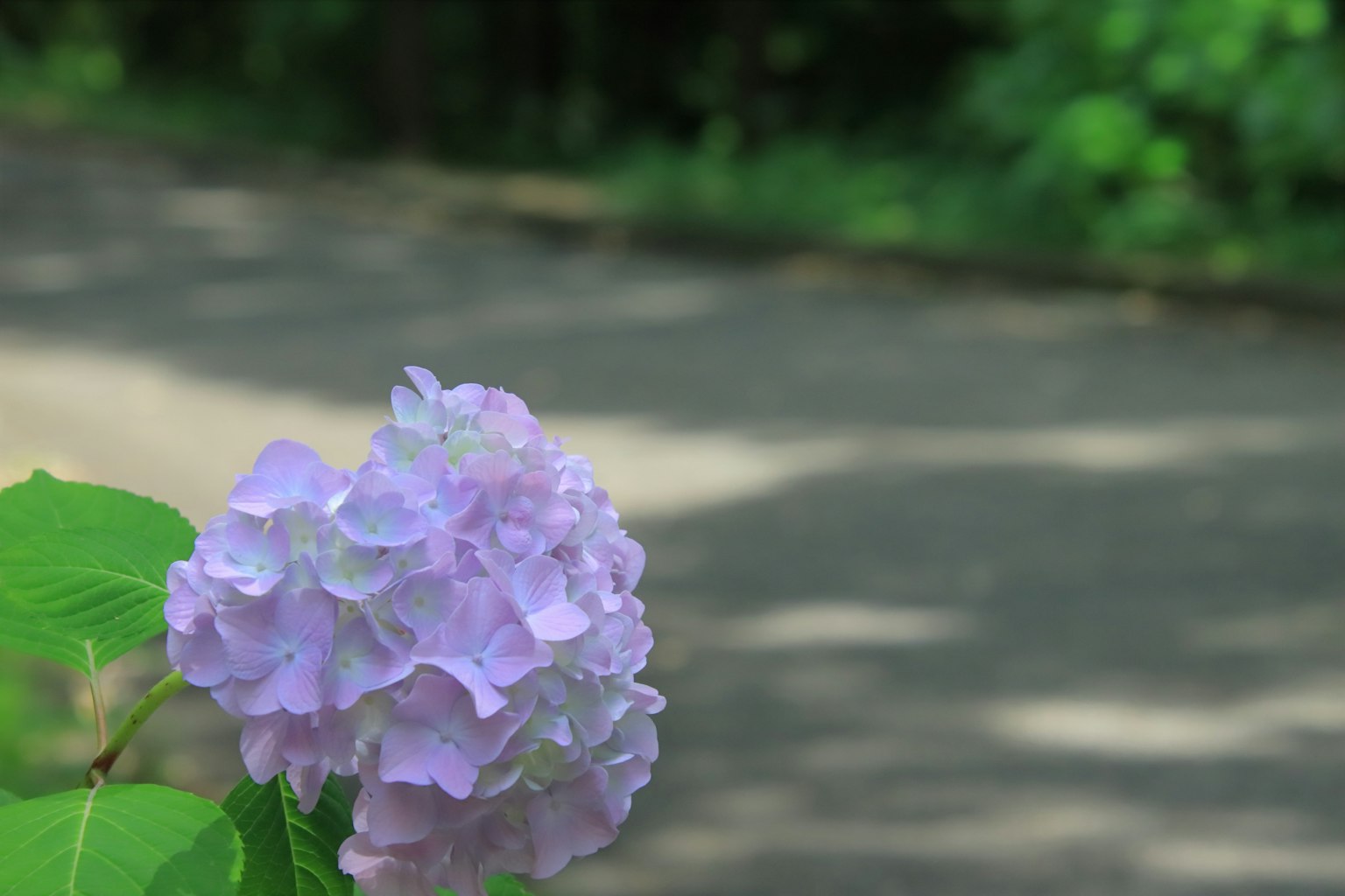 Un fiore di ortensia viola si distingue su uno sfondo verde