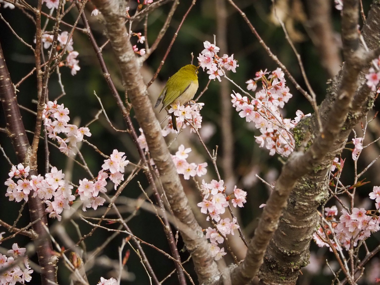 Burung kecil hijau bertengger di antara bunga sakura pink