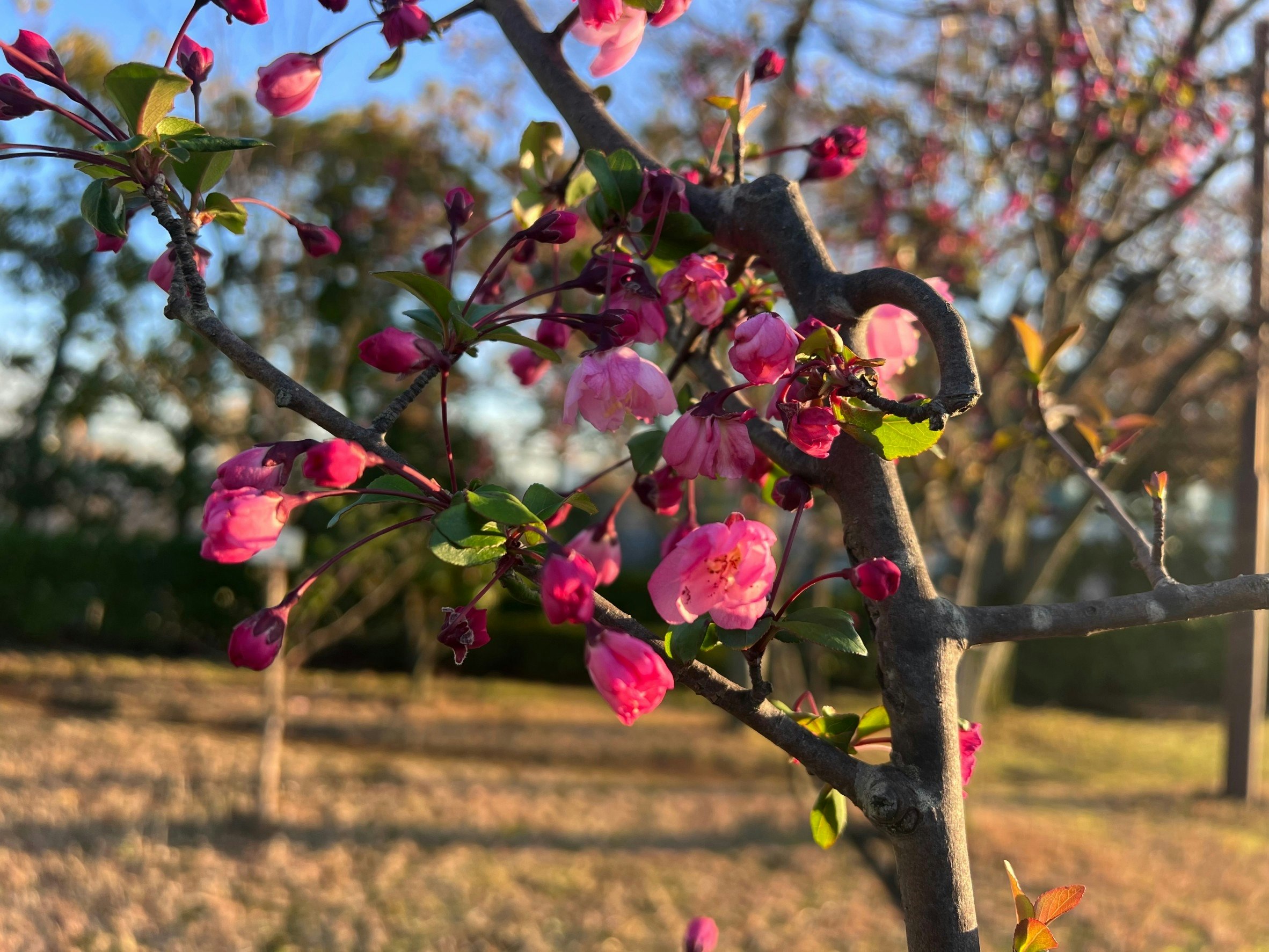花が咲く木の枝と色とりどりの花びらのクローズアップ