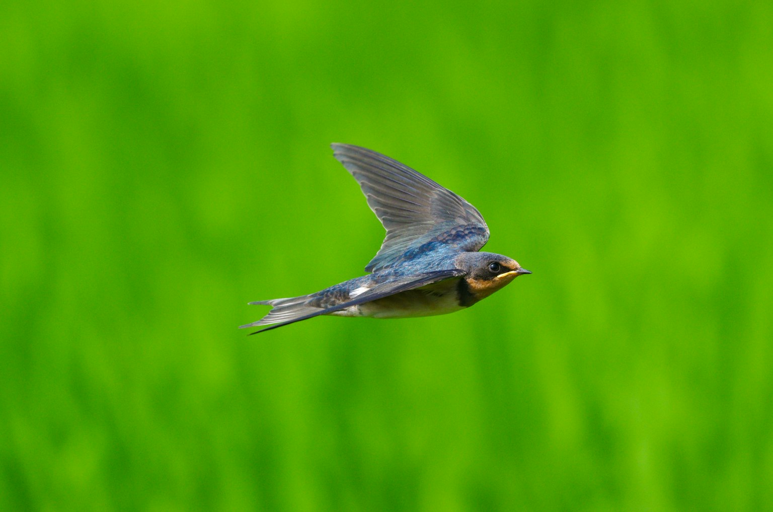 Un oiseau bleu volant sur un fond vert