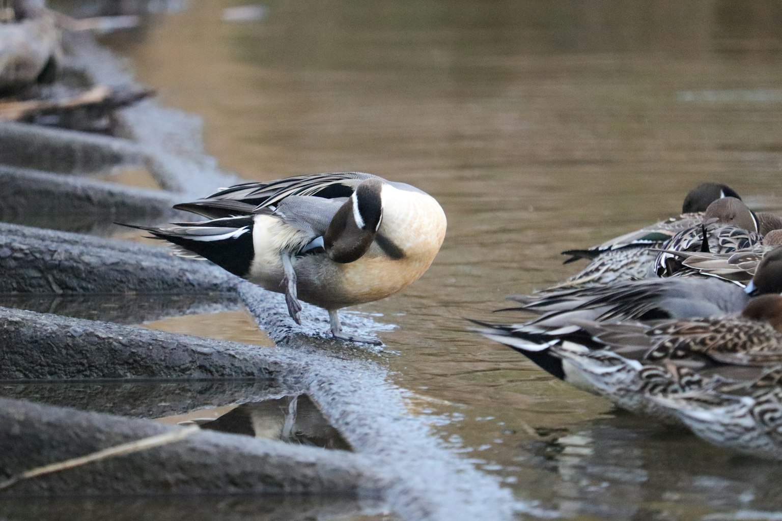 Pájaro descansando junto al agua con un grupo de patos cercanos