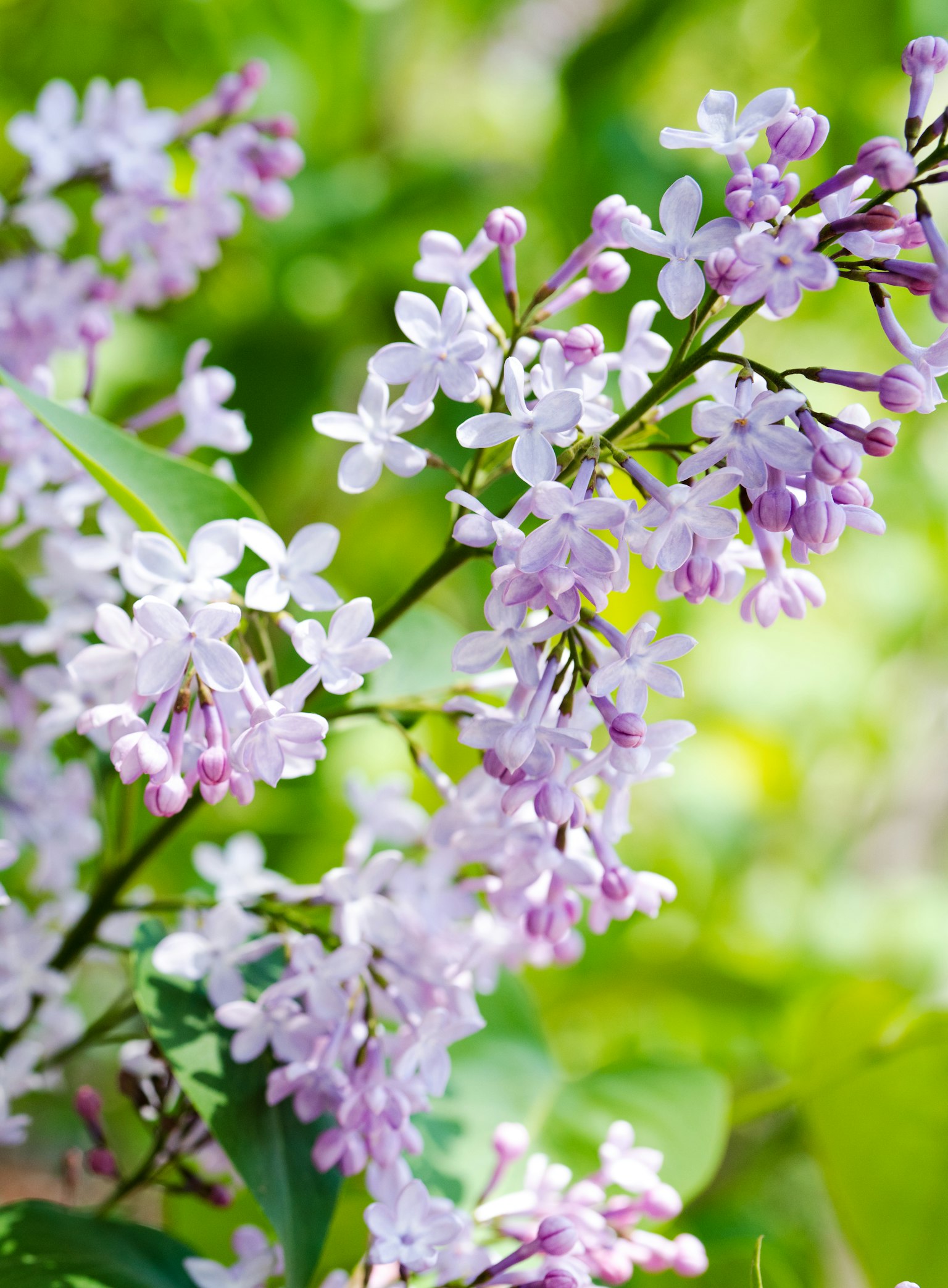 Primo piano di un ramo con fiori viola chiaro su sfondo verde
