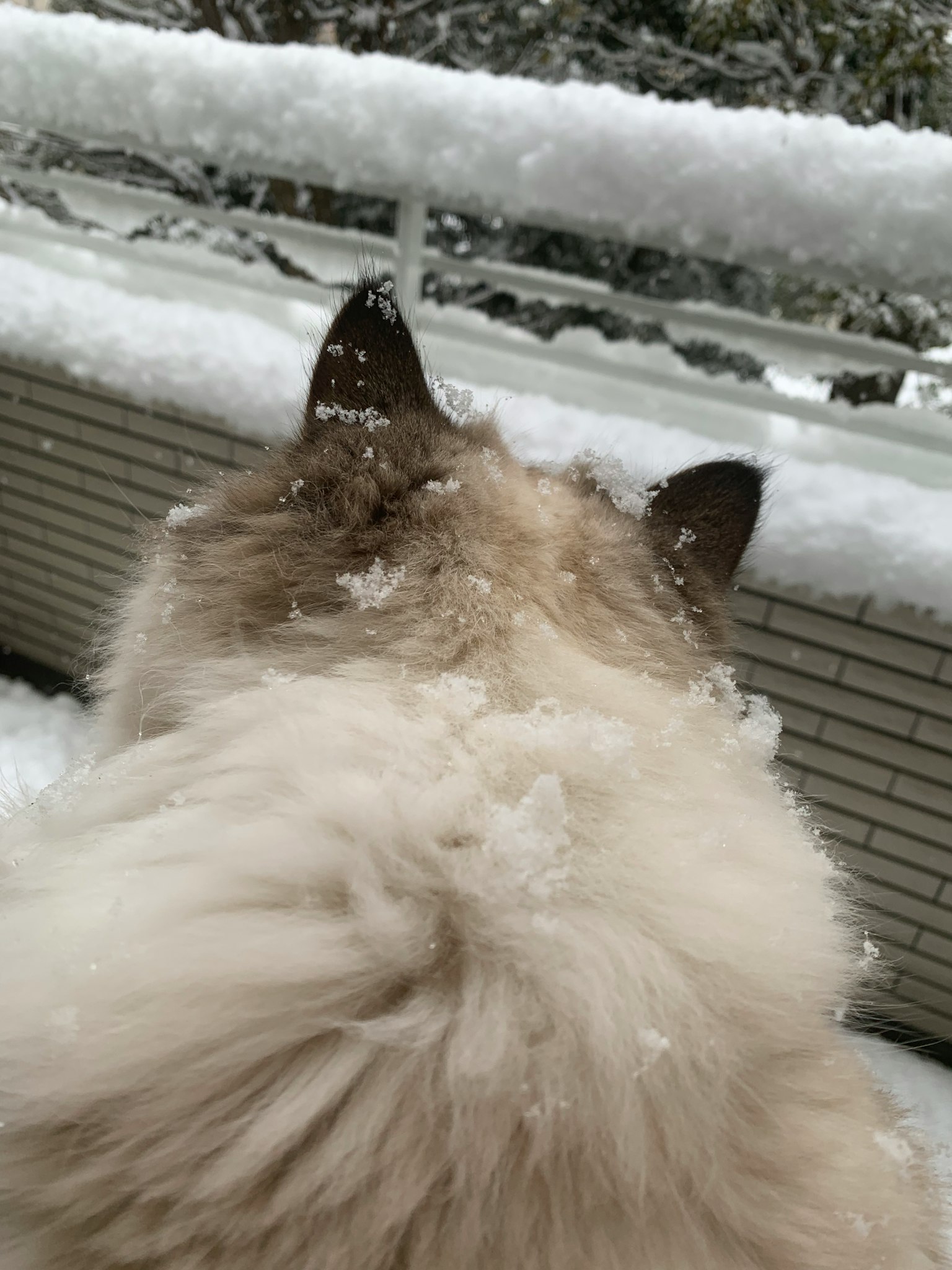 Gatto fluffy che guarda il balcone coperto di neve