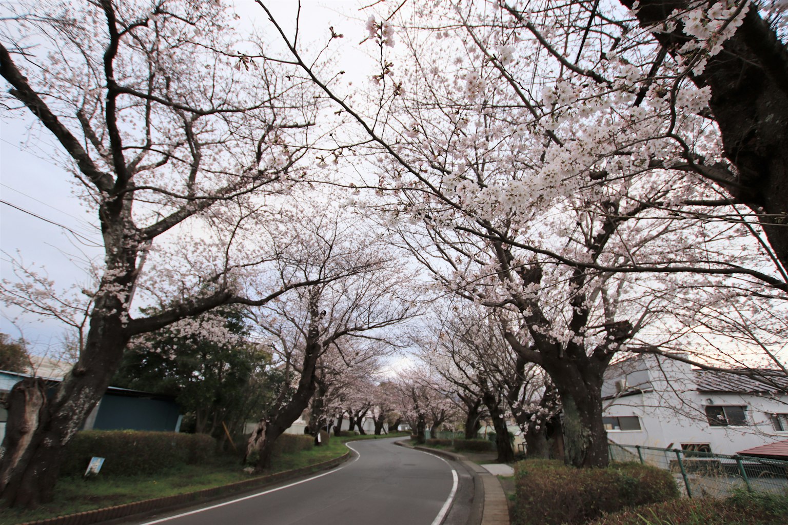 樱花树成排的风景道路