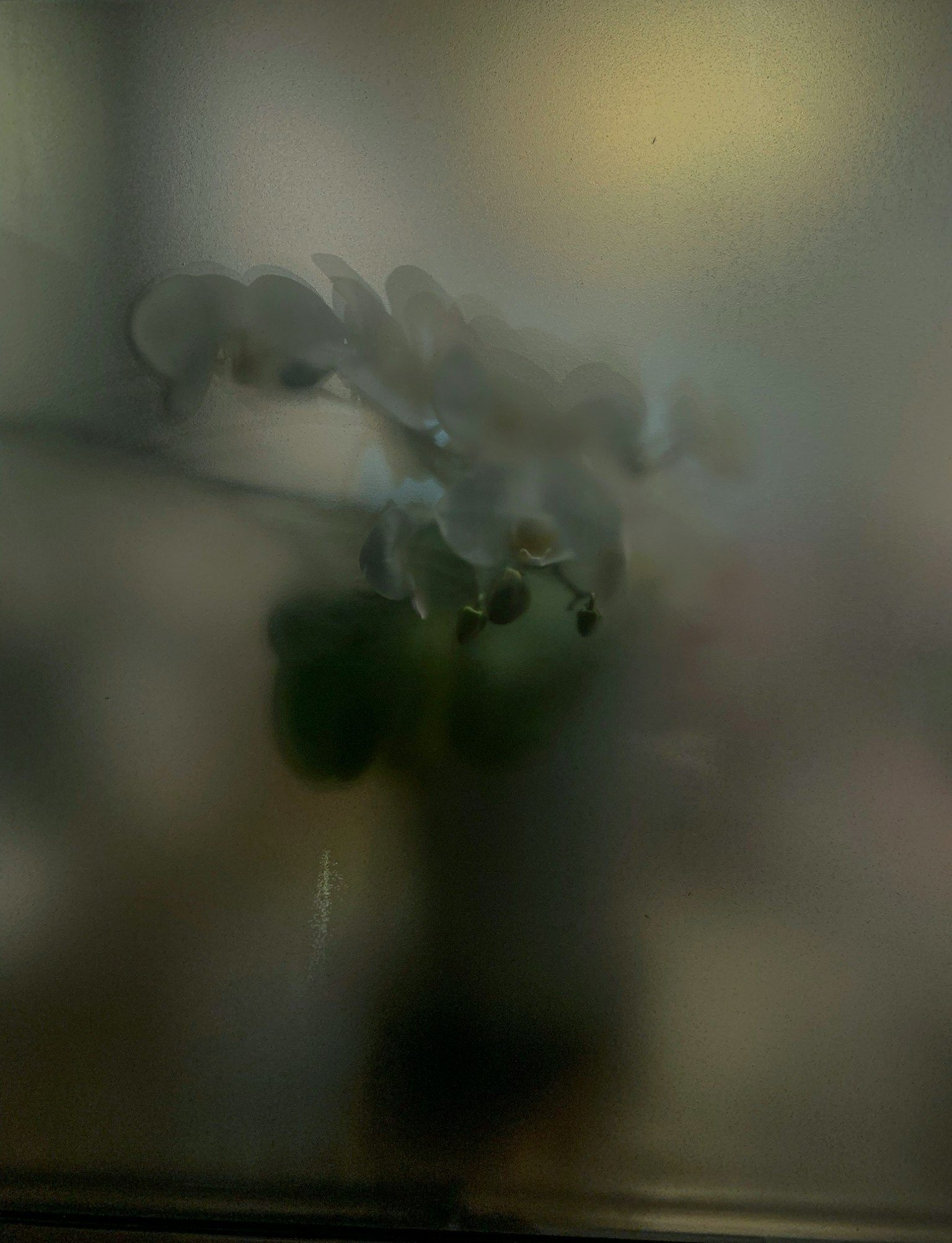 Un'immagine sfocata di una pianta con forme floreali sullo sfondo