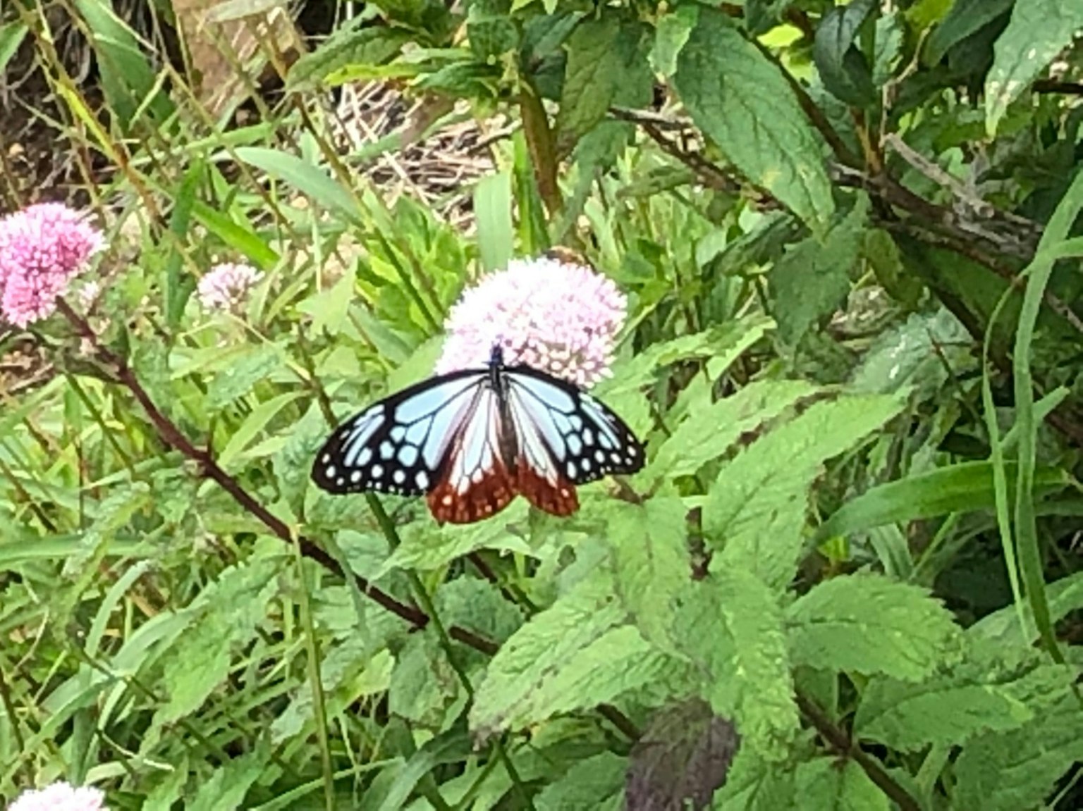 Una mariposa con patrones azules y negros descansando sobre una flor rosa